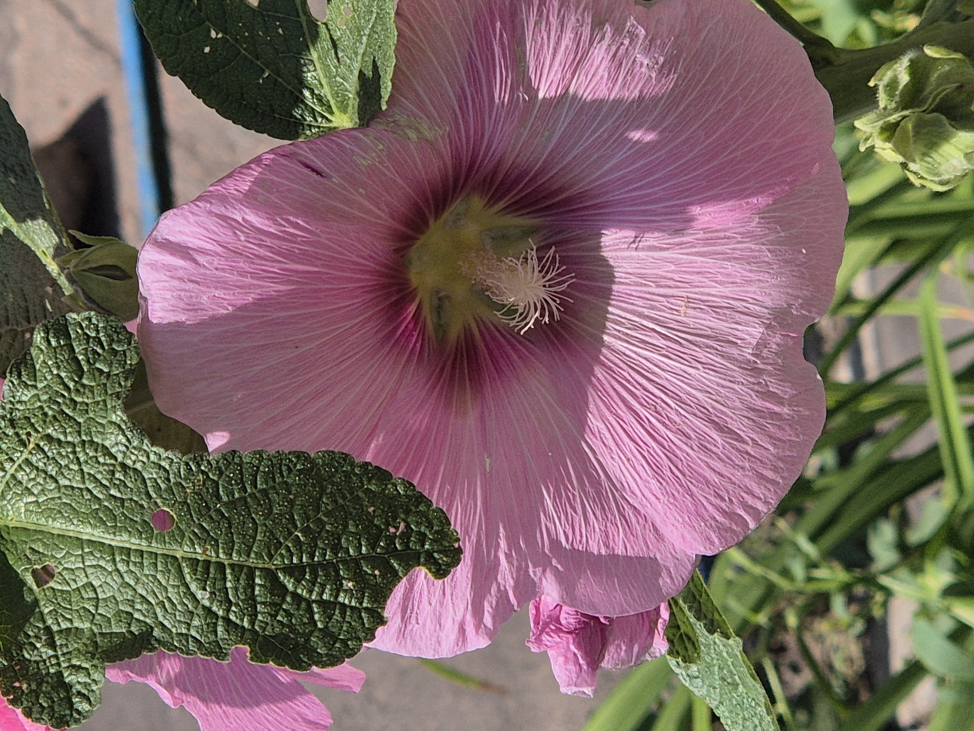 The image is a close-up, outdoor photograph of a large, pink hollyhock flower in bloom. The flower has delicate, crinkled petals with visible veins radiating from the center. At the center of the flower, there is a cluster of white stamens with yellow pollen. Several large, textured green leaves with visible holes are positioned around the flower. The background is out of focus and appears to be a garden setting with other green foliage and a hint of a brick-like surface and a blue edge, possibly indicating a walkway or garden border. There are no people present in the image. The overall scene depicts a natural, botanical subject in daylight. There is no information in the image that allows for the determination of its specific location in the city of Kokshetau, Kazakhstan.