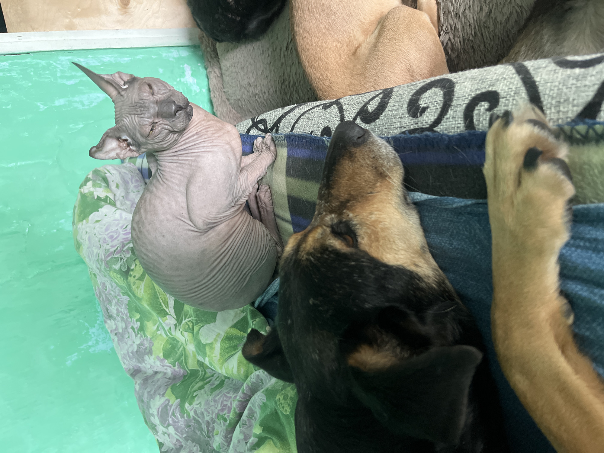 An indoor scene shows a hairless cat with wrinkled skin and a pointed ear, resting on a floral patterned blanket. To the left of the cat, a dog with black and tan fur is lying down, with its head resting on a blue blanket. The background consists of a green wall and some wooden elements. There is no indication of the location being Nizhny Tagil, Russia.