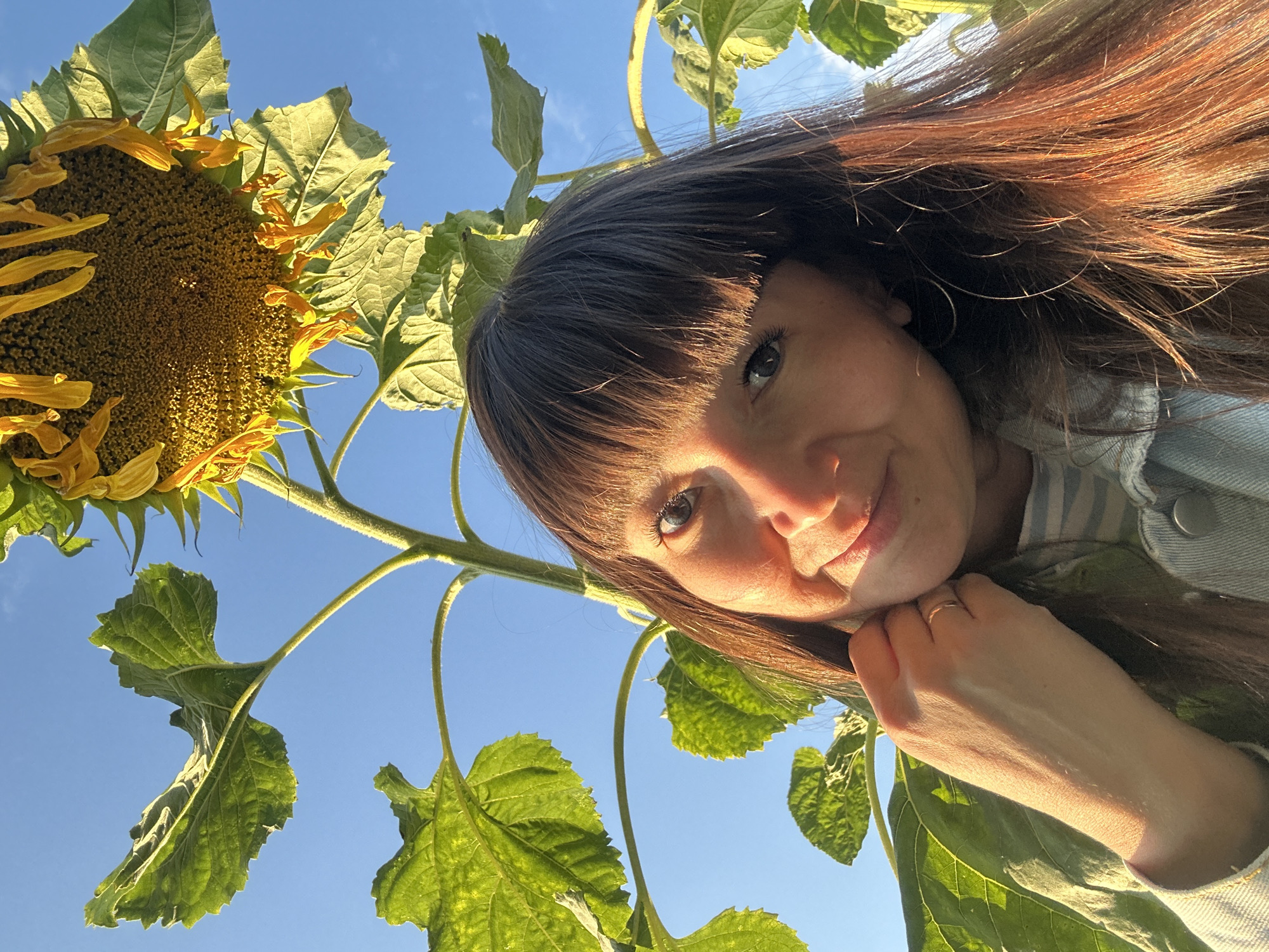 A low-angle, medium shot captures a young woman smiling as she holds her hand to her face, with a large sunflower towering above her. The woman has dark brown hair with bangs and is wearing a light blue denim jacket over a striped shirt. Her skin is illuminated by the warm glow of the sun, which also highlights the texture of the sunflower's head and leaves. The background is a clear blue sky. The scene appears to be outdoors, possibly in a rural or garden setting, with no discernible urban elements to suggest a specific location within the city of Прикамский, Russia.