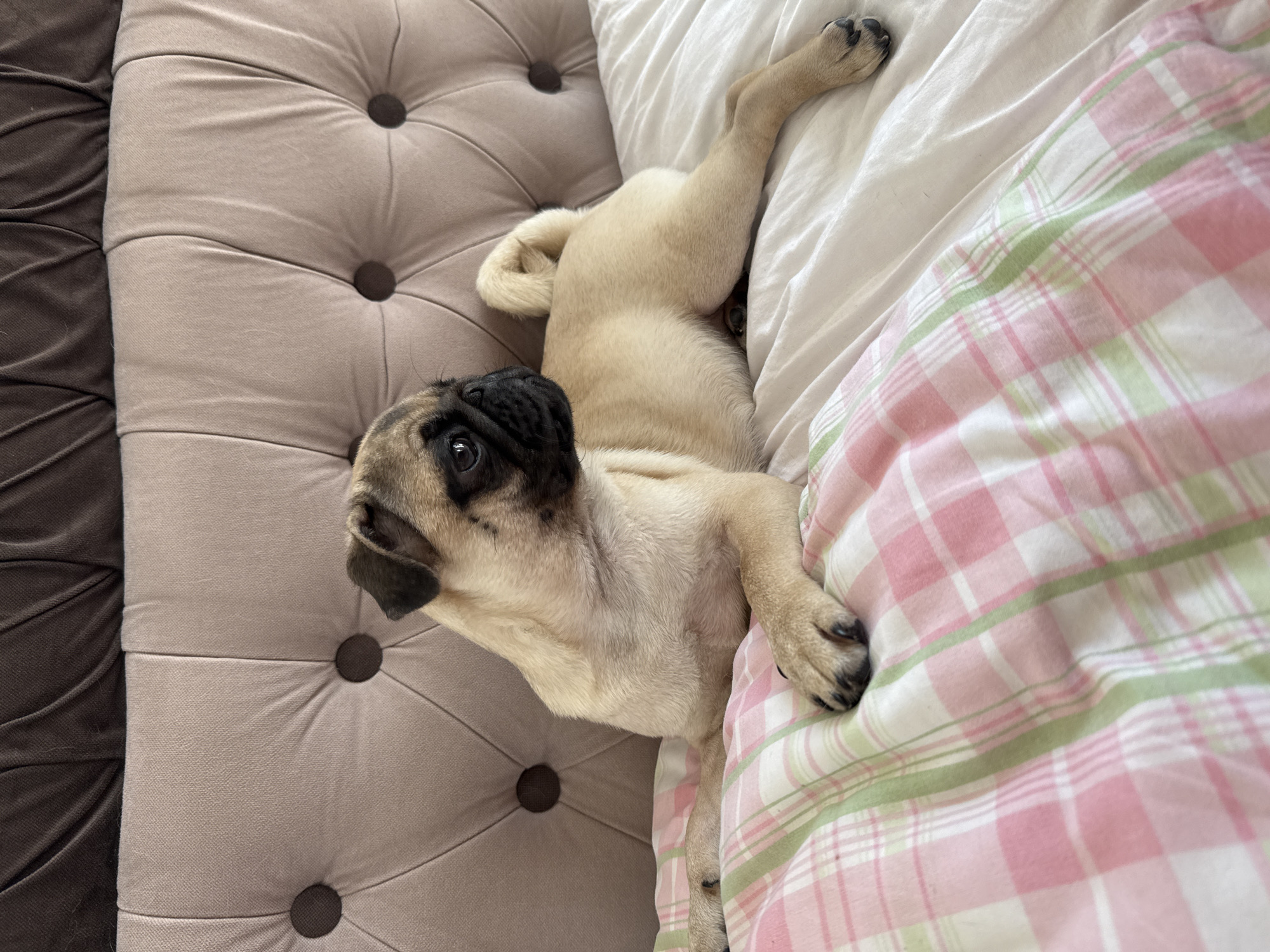 A fawn-colored pug puppy lies on a bed with a tufted headboard. The puppy is positioned in the center of the frame, facing left, with its body stretched out on white sheets and a pink and green plaid blanket. The puppy's head is turned slightly to the right, and its dark eyes are visible. The background consists of a textured, light brown upholstered headboard with diamond-shaped tufting. The lighting is natural and soft, illuminating the scene from above. The overall impression is one of domestic comfort and rest.