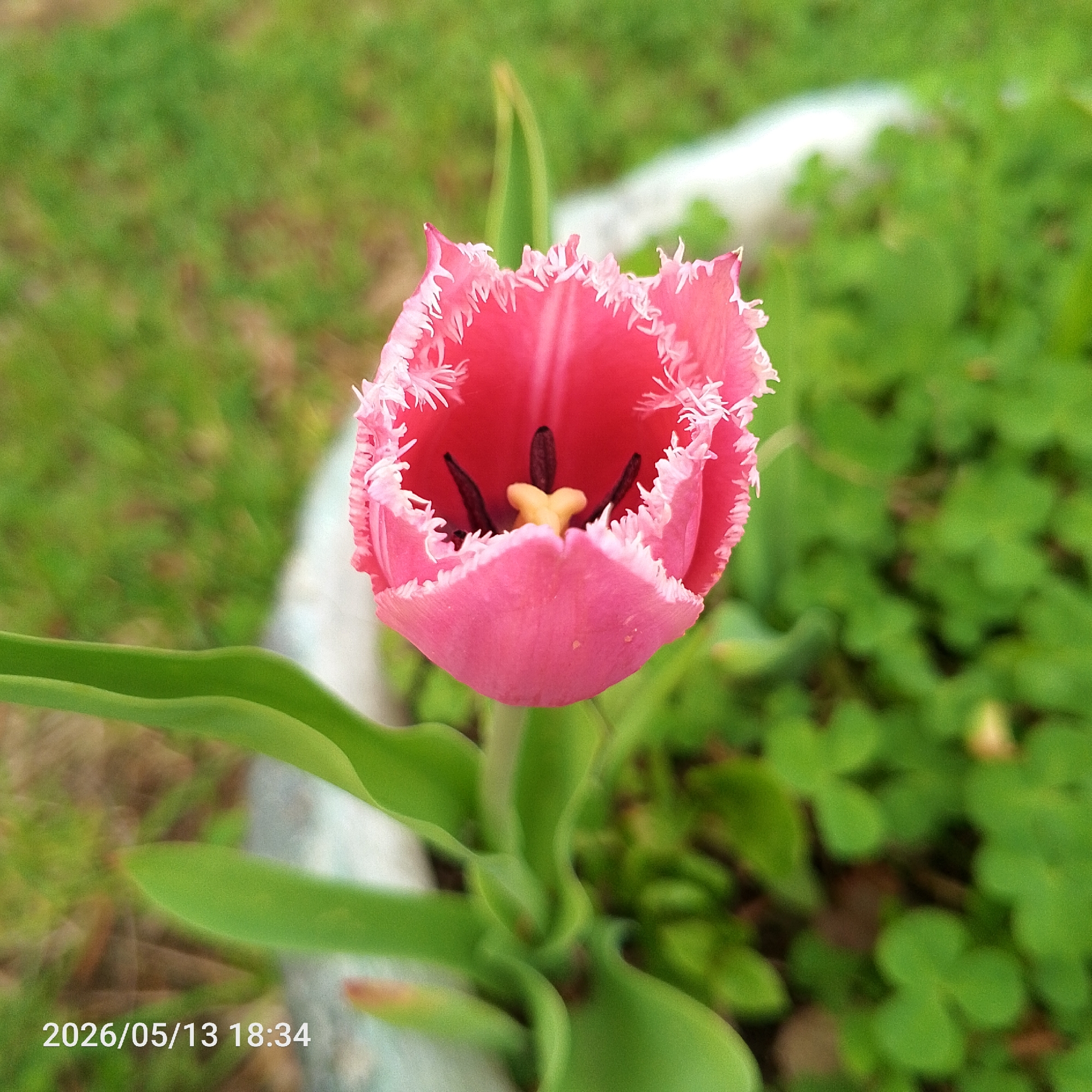 The image shows a pink tulip with fringed edges in a garden setting. The tulip is in full bloom, revealing dark stamens and a yellow stigma within. Green leaves surround the tulip's stem. The background includes grass and other green foliage, possibly clover. A white, concrete edging is visible. A date and time stamp, "2026/05/13 18:34," is at the bottom left. The location, Chaikovsky, Russia, is not identifiable from the visual content.