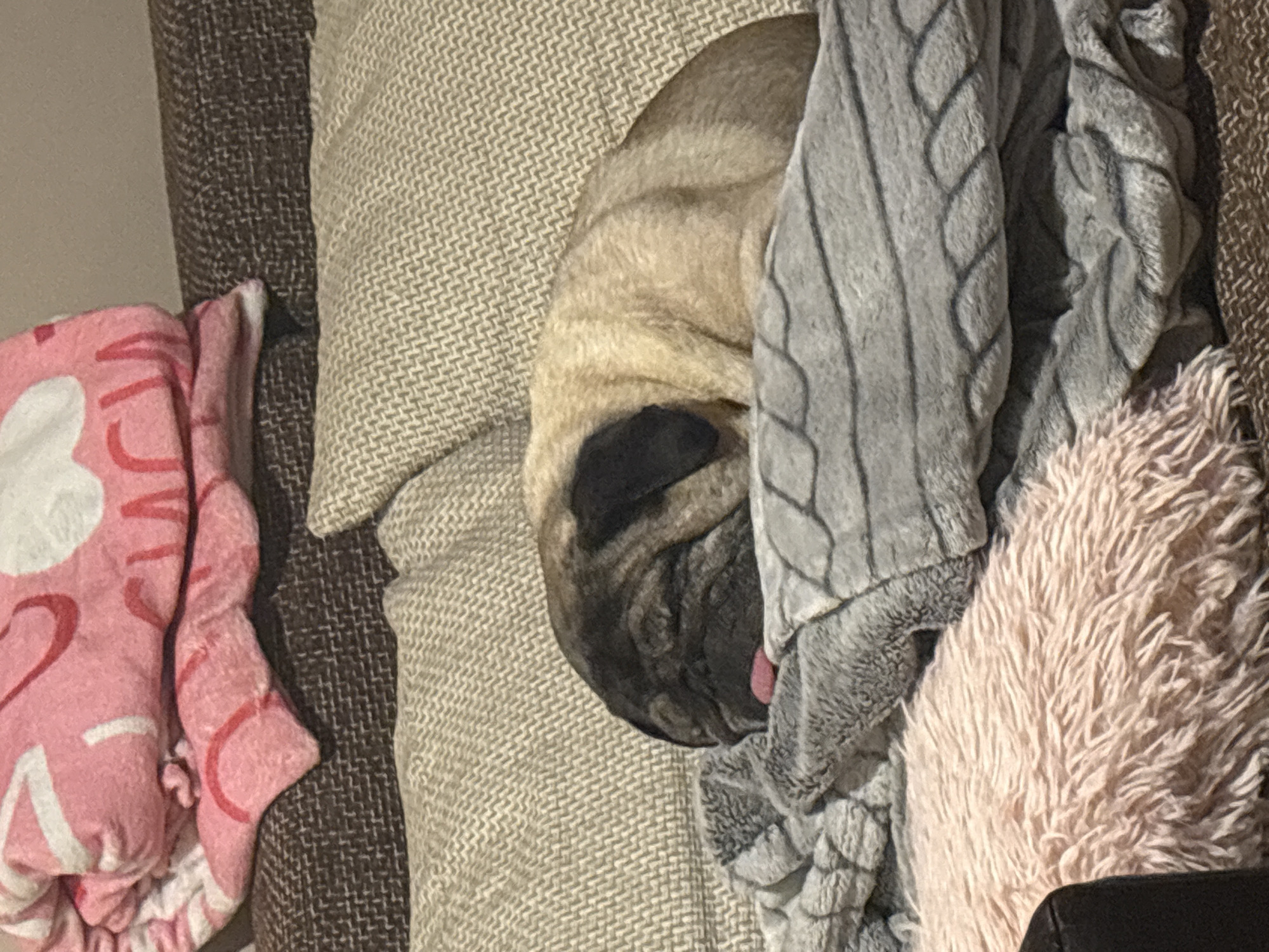 A pug is sleeping on a couch covered with blankets and pillows. The dog is mostly obscured by a gray blanket with a braided pattern. The pug's wrinkled face is visible, with its black mask and a small bit of its tongue sticking out. The couch has a light-colored pillow with a woven texture and a pink pillow with white and red patterns. Another fluffy pillow is situated near the dog.