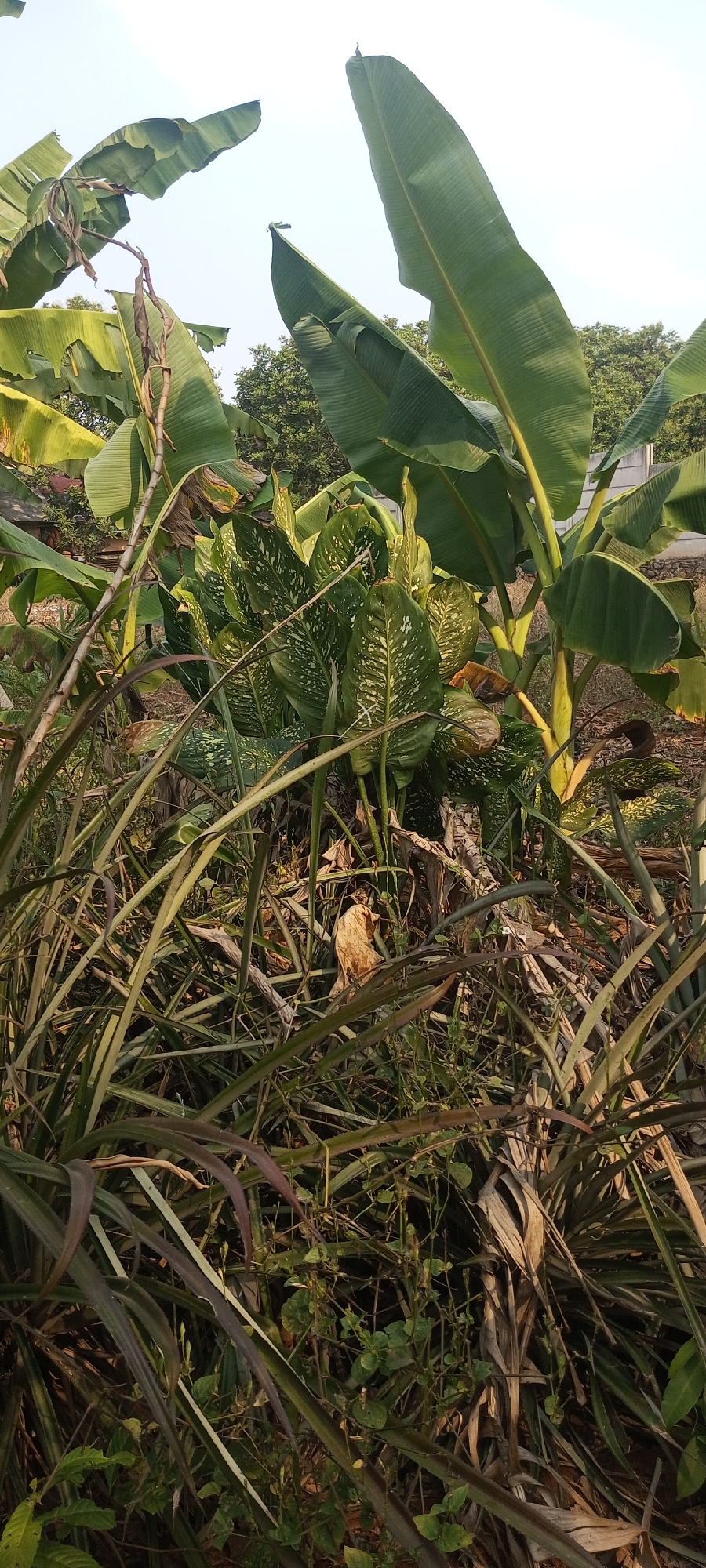 The image shows a dense collection of tropical plants, predominantly large banana leaves, some of which are brown and dried. In the foreground, long, thin, grassy leaves, some with a purplish hue, are tangled together. Towards the center, a plant with broad, variegated green leaves, spotted with white or light green, is visible, with some dried brown leaves mixed in. The background reveals more banana plants and some trees. The scene appears to be outdoors, under a bright sky, possibly in an area with a wall or fence and some rudimentary structures on the left side. There are no people or animals depicted. The overall impression is one of a lush, somewhat overgrown, garden or natural area.