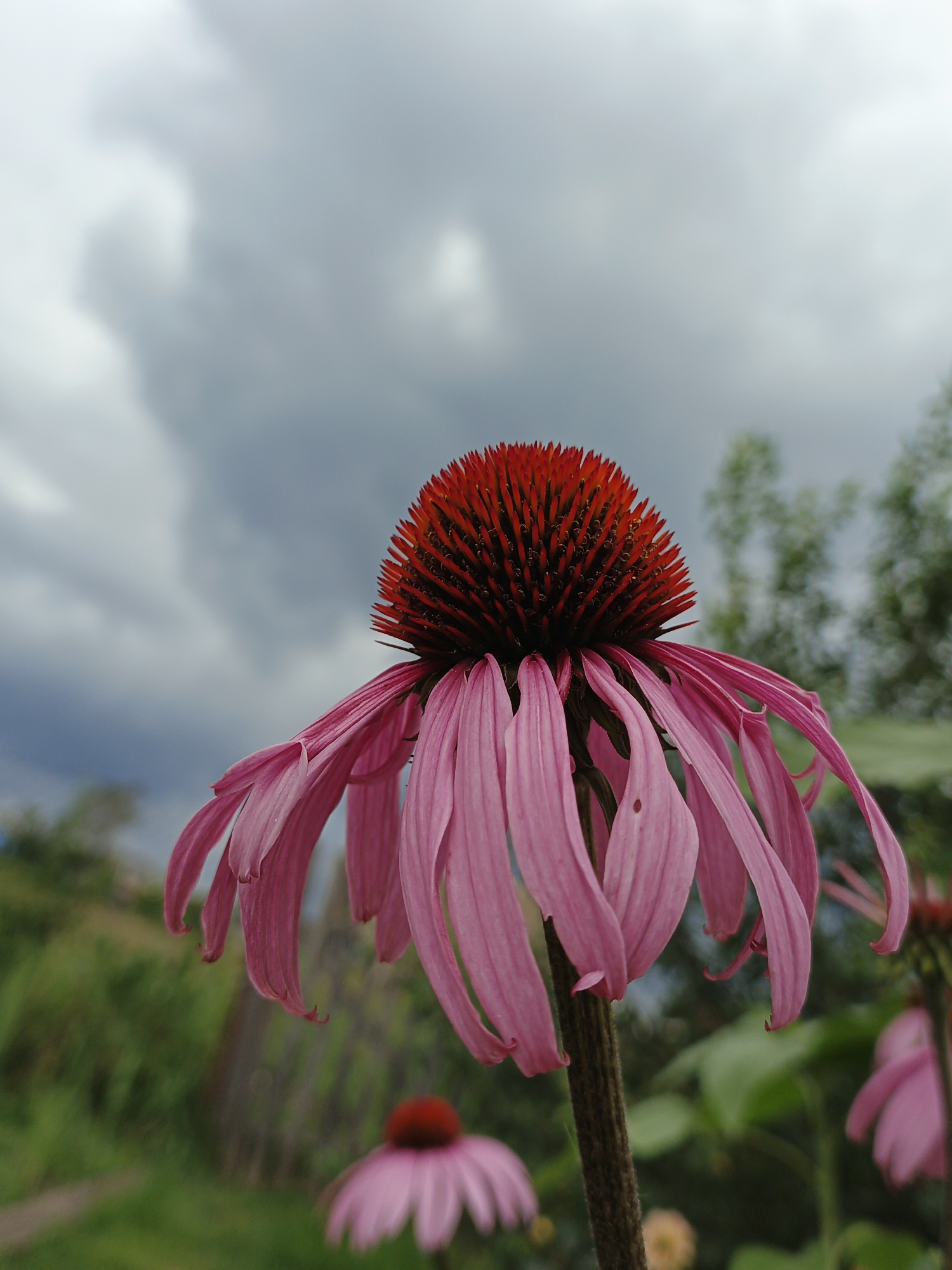This image shows a close-up, low-angle view of a pink coneflower with a spiky red center. The flower's petals droop downwards. In the background, out of focus, are green foliage, a wooden fence, and other pink coneflowers. The sky is overcast with dark, dramatic clouds. The scene appears to be in a garden or park setting. There are no people or animals visible in the image. The image is a photograph of a flower taken outdoors.