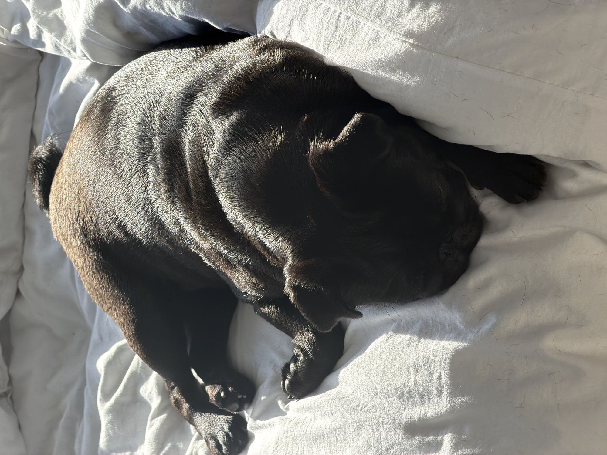 The image shows a dark-colored dog, likely a pug or a similar breed, sleeping curled up on a white, wrinkled bedsheet. Sunlight is casting shadows and highlights on the dog's fur and the bedding, indicating it might be morning or late afternoon. The dog is lying on its side, with its head tucked in and its paws visible. The environment appears to be indoors, in a bedroom. There is no information in the image to suggest a location in Sirius, Russia.