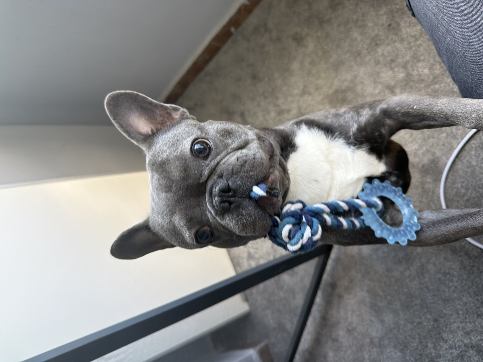 A blue French bulldog puppy is sitting and holding a blue and white rope toy with a blue ring in its mouth. The puppy is facing the camera and its front paws are resting on a gray surface. The background appears to be an indoor setting with a gray carpet, a black metal object on the left, and a cream-colored wall on the right. The overall lighting is natural and appears to be coming from the right side of the frame. The image was captured on May 23, 2023, at an unknown location in Ruse, Bulgaria.