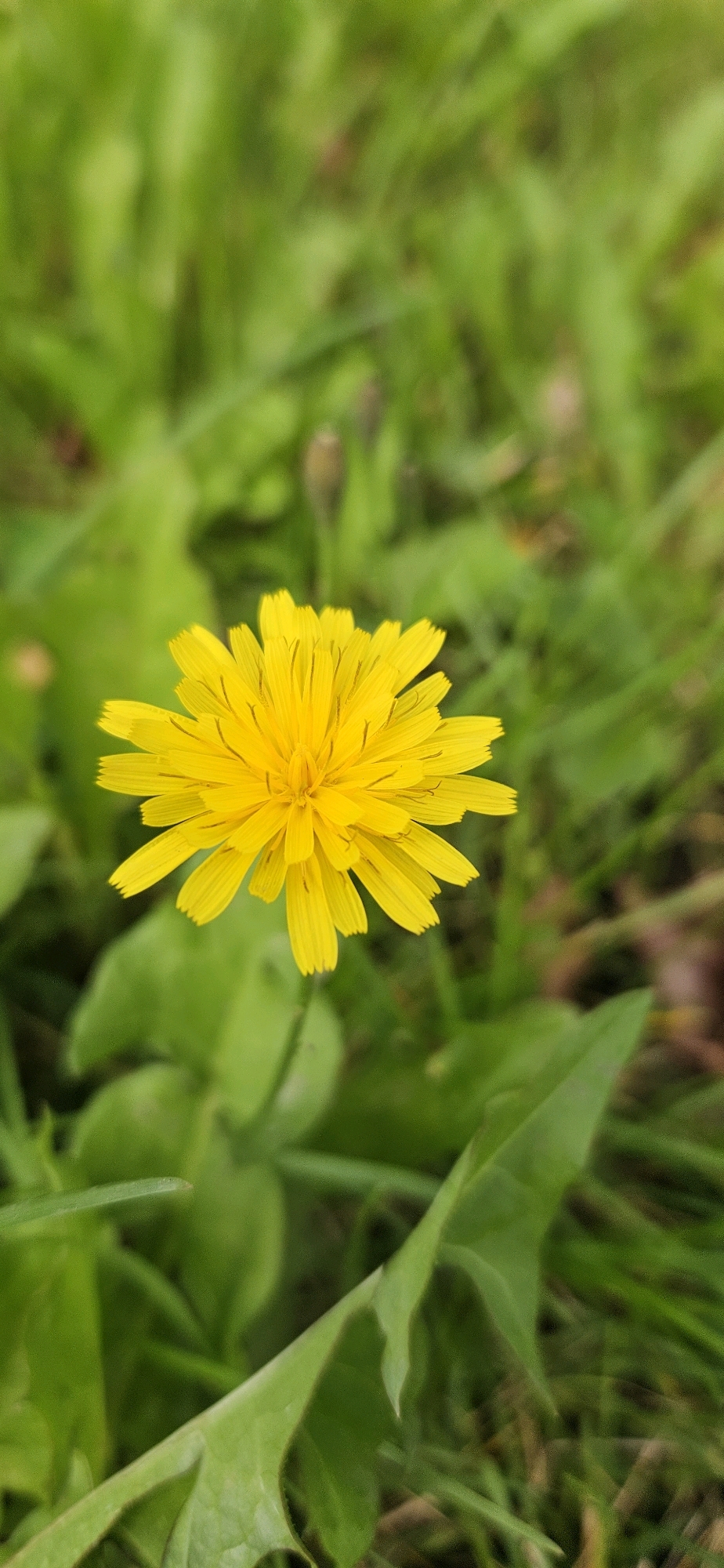 A close-up, vertical shot captures a single, bright yellow dandelion flower in sharp focus against a blurred background of lush green grass and foliage. The dandelion is positioned slightly to the left of the frame's center, with its petals fanning outwards in a circular pattern. The grass and leaves in the background are out of focus, creating a soft bokeh effect that makes the flower stand out. The overall lighting suggests an overcast day or shade, as there are no harsh shadows. There are no people or animals visible in the image. The location of this image is unknown and cannot be determined from the visual information provided.