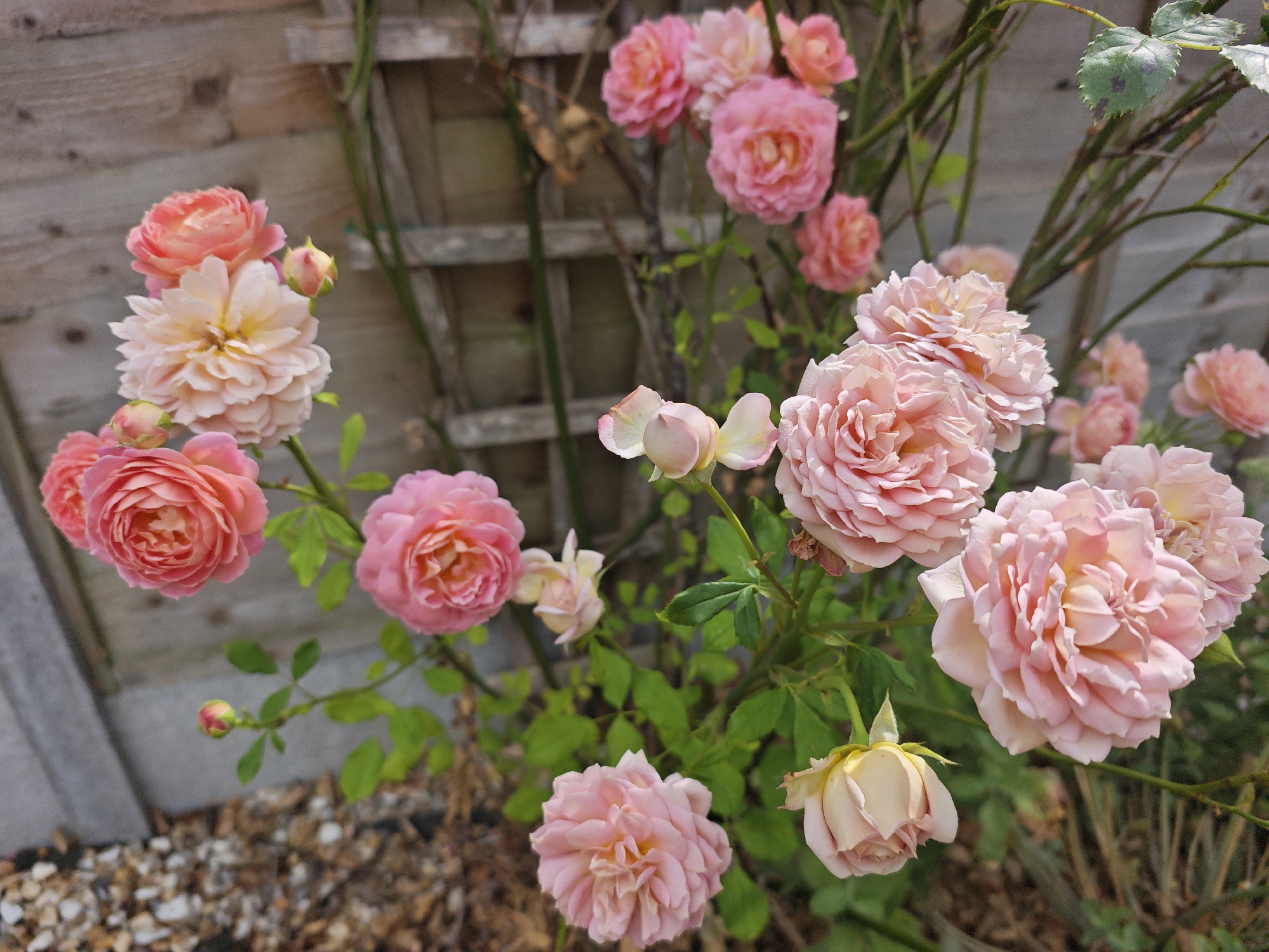 This is a close-up, eye-level photograph of a cluster of pink and peach roses in bloom, set against a weathered wooden fence. The roses are varied in their bloom stages, with some fully open and others still in bud. The petals are delicate and ruffled, with variations in color from pale peach to deep pink. Green leaves and thorny stems are visible amongst the flowers. In the foreground, a patch of gravel and bark mulch is visible. The background consists of the wooden fence, which has a lattice pattern and shows signs of age and weathering. The overall impression is of a garden setting within the Metropolitan Borough of Solihull, United Kingdom, likely a residential garden due to the presence of the fence. There are no people or animals present in the image.