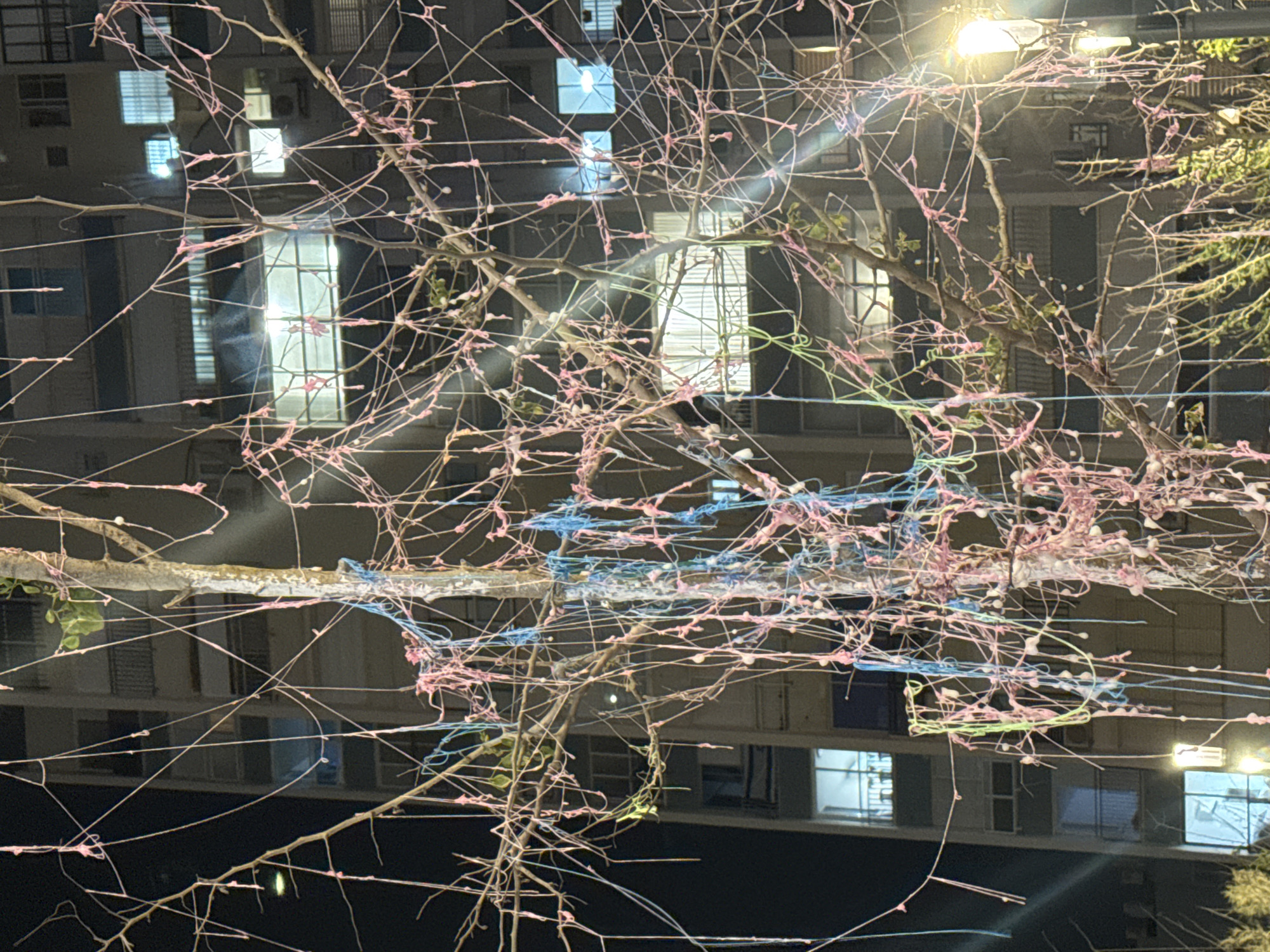 This night-time image, taken in Bat Yam, Israel, showcases a tree or large tree branch intricately decorated with colorful strings against the backdrop of a multi-story urban building. The tree's bare branches are almost entirely covered in a dense, web-like entanglement of thin strings, predominantly in shades of pink/magenta, light blue, and hints of lime green. Small white blobs, possibly indicating glue or paint, adhere to the strings and branches, suggesting an intentional artistic application rather than a natural occurrence.
In the background, a large, modern-style building with numerous windows is visible. Many of these windows are illuminated from within, casting bright rectangular shapes that reveal interior blinds or curtains. The scene is lit by artificial light sources, including an overhead street light in the upper right, which creates prominent light rays and lens flares across the image. The overall impression is one of an urban setting at night, transformed by a whimsical public art installation on the tree. No people are visible, and there is no discernible text in the photograph. The weather appears clear.
