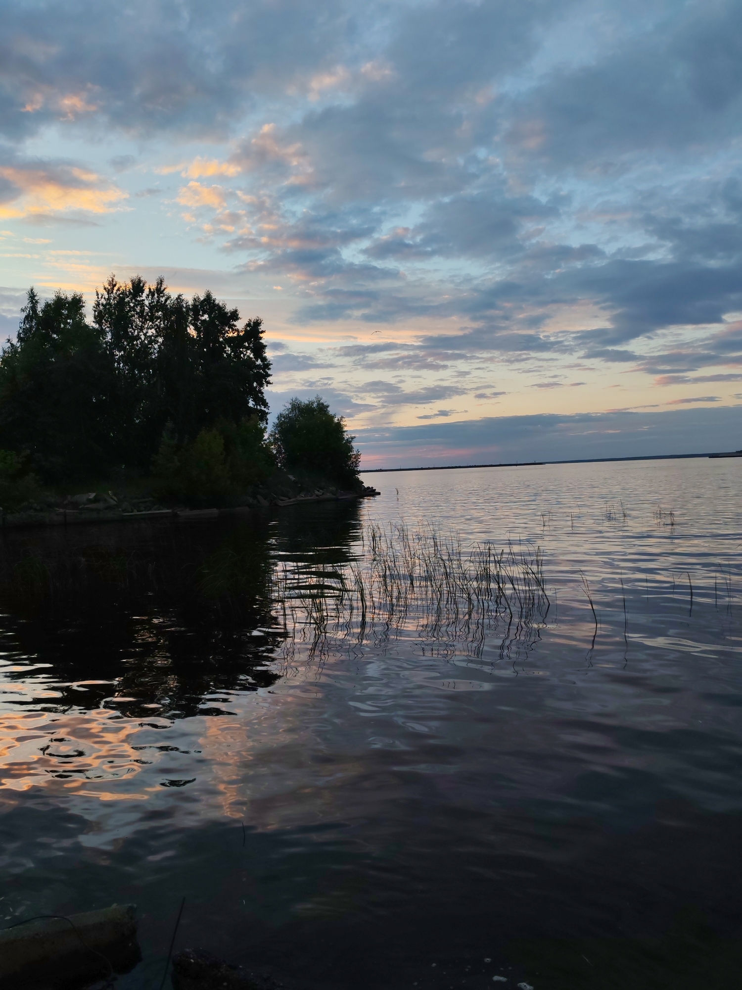 This is an image of the Kama River in Chaikovsky, Russia, captured during what appears to be sunset or twilight. The sky is filled with a mix of grey and pink clouds, with a soft orange glow visible near the horizon. The water is dark and reflects the colors of the sky. On the left side of the image, there is a densely wooded shoreline with dark green trees. Reeds or tall grasses are growing in the water near the shore. The overall atmosphere is calm and serene. There are no people or animals visible in the image.
