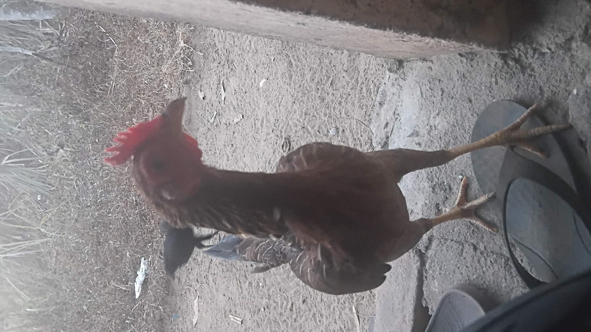 A brown rooster with a red comb stands on concrete near a grassy area and a wall. Another black bird is visible in the background. The scene appears to be outdoors, possibly in a residential area in Prabumulih, Indonesia.