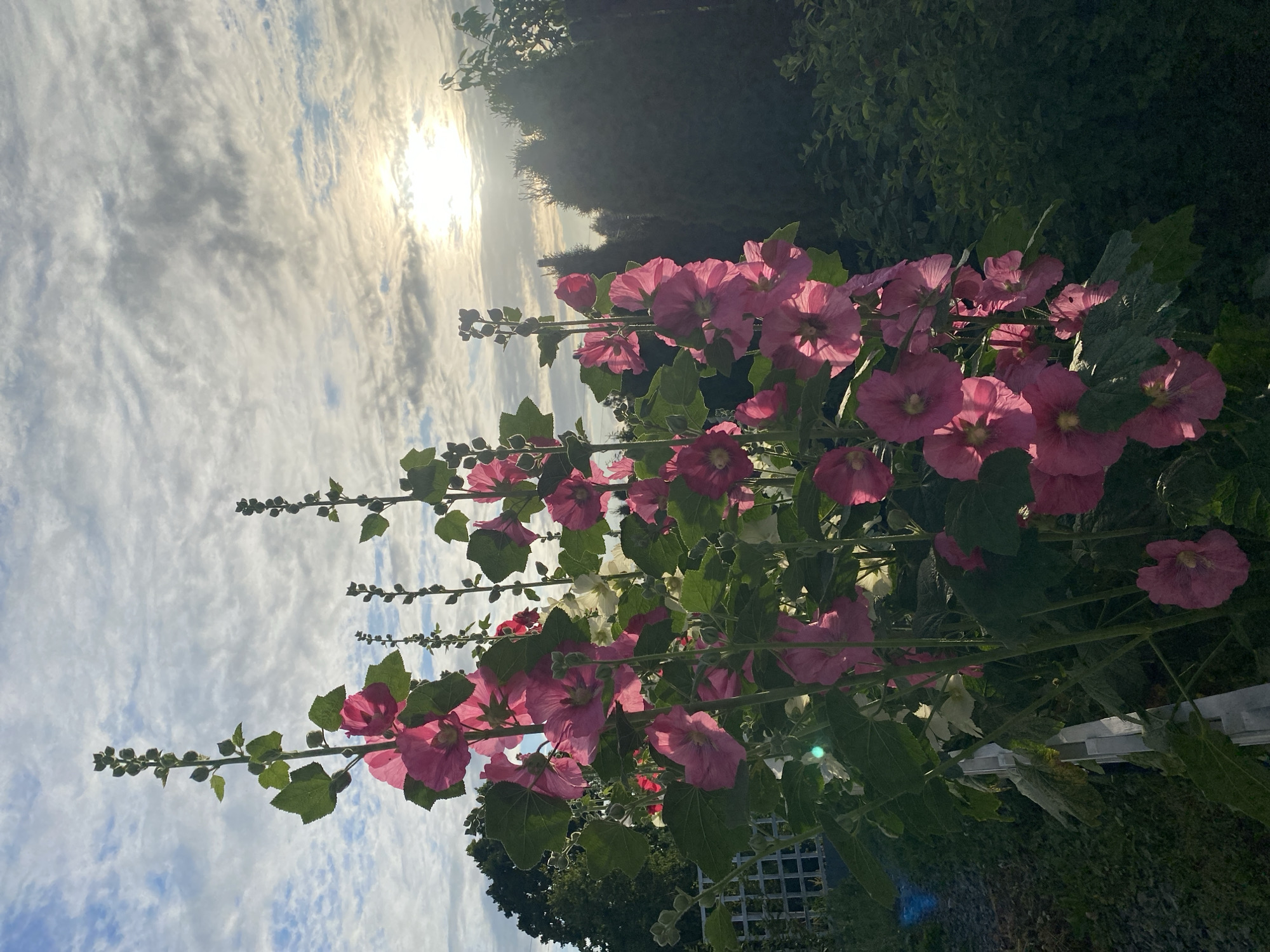 The photograph captures a cluster of pink hollyhock flowers in the foreground, silhouetted against a dramatic sky at sunset. The sun, partially obscured by clouds, casts a warm glow. The flowers are tall and abundant, with lush green leaves. In the background, dark green foliage and trees are visible, hinting at a garden setting. A white fence runs along the left side of the image. The scene is likely located in a rural or suburban area, possibly a garden, given the presence of the flowers and fencing. The city of Tret’ya Pad’, Russia, is not visible or indicated in the image.
