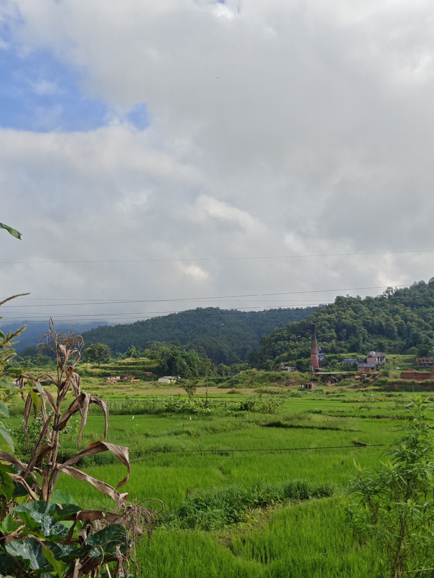 The image captures a vibrant green landscape of rice paddies in Tharpu, Nepal, under a cloudy sky with patches of blue. In the foreground, a dried corn stalk with large leaves is prominently displayed on the left, partially obscuring the view of the fields. The middle ground features lush, terraced rice fields, with several white birds scattered across them. In the background, a densely forested green hill rises, dotted with small clusters of buildings. A distinctive red brick chimney, likely from a brick factory, stands tall against the hillside, alongside other structures such as houses and a small temple. Power lines stretch across the horizon, dividing the sky from the landscape. The overall scene depicts a rural, agricultural setting.