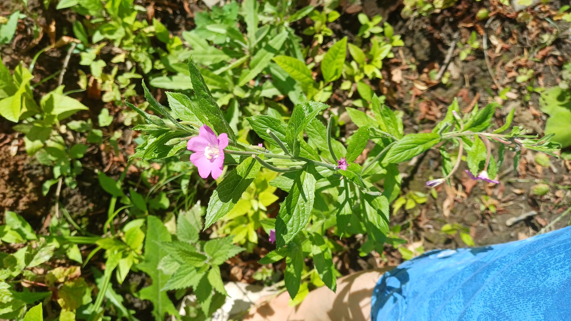 A close-up, high-angle shot captures a vibrant pink flower blooming amidst lush green foliage. The flower, with its delicate petals and yellow center, is the focal point, positioned slightly off-center to the left. Surrounding it, the leaves are a rich green, some broad and ovate, others narrow and serrated, suggesting a diverse undergrowth. The ground beneath is a mix of dark soil and scattered dry leaves, hinting at a natural setting, likely in a park or garden. To the right, a section of bright blue fabric, possibly clothing, is visible, partially obscuring a person's leg. The lighting suggests a sunny day, casting dappled shadows on the leaves and ground. There are no visible signs of damage or distress on the plant. The scene is typical of an outdoor environment, potentially in Izhevsk, Russia, during warmer months.