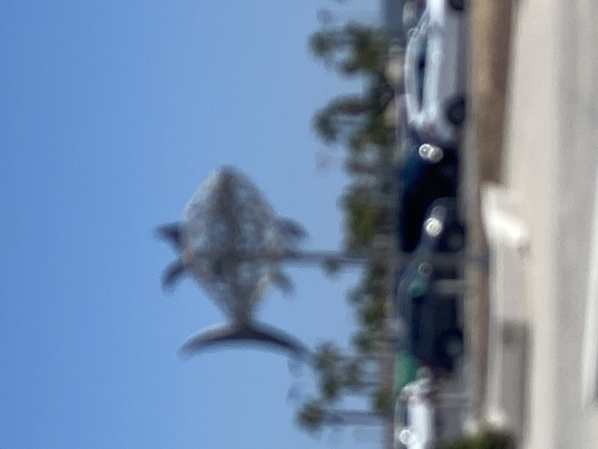 The image shows a large, metallic fish sculpture suspended in the air against a clear blue sky. The sculpture is made of a mesh-like material and appears to be abstract in design. Below the sculpture, a line of palm trees and other vegetation are visible, suggesting a warm climate. In the foreground, a row of cars is parked, indicating a public area such as a parking lot. The overall impression is of a public art installation in an outdoor setting. While the specific location in Conil de la Frontera, Spain is not discernable from the image itself, the presence of palm trees and the architectural style of the sculpture could be consistent with coastal Spanish locations.