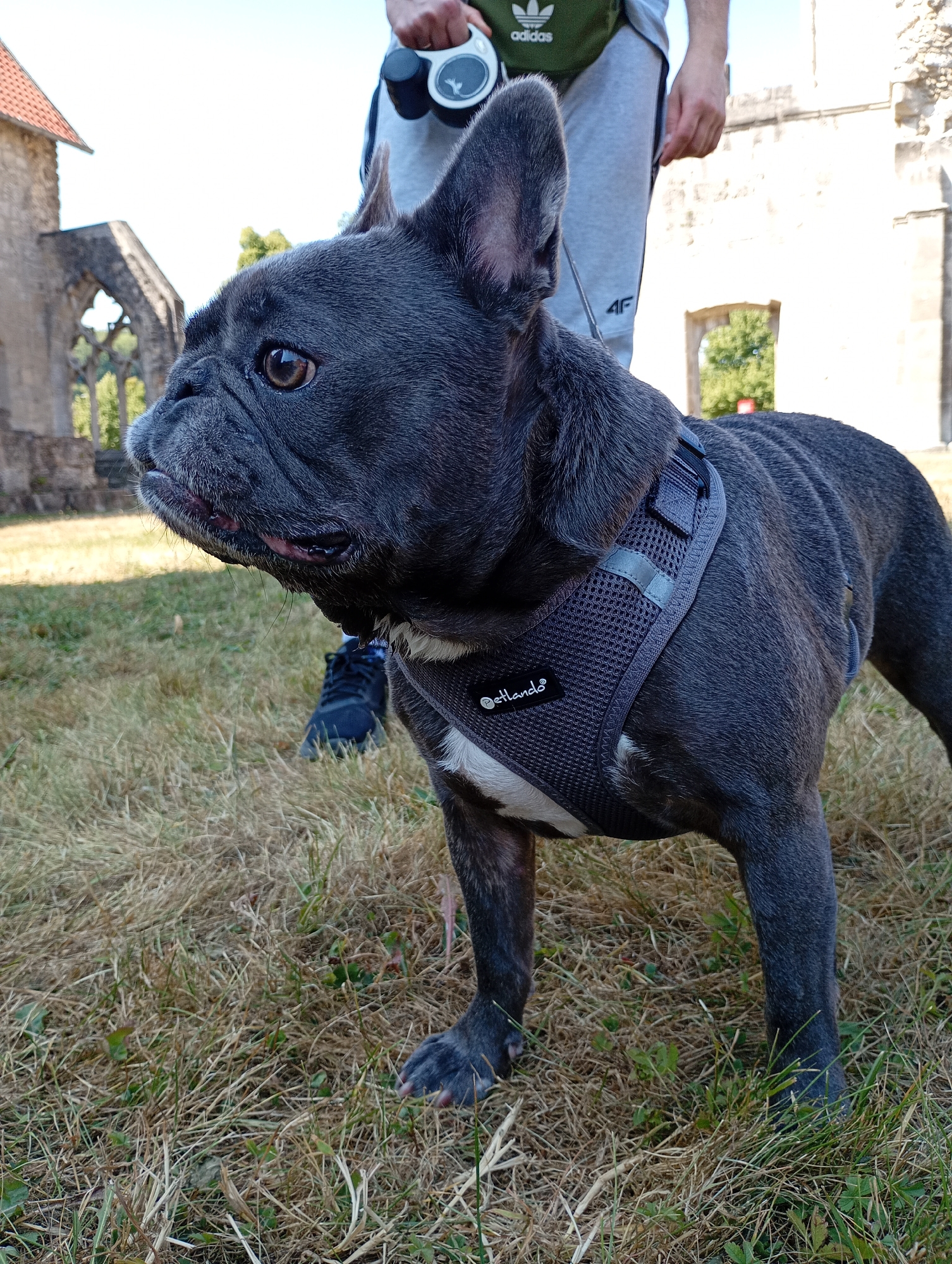 A French Bulldog with dark grey fur is standing on dry grass in front of some stone ruins. The dog is wearing a dark grey harness with a white stripe and a label that reads "Petlando". In the background, a person is holding a white retractable leash. The ruins appear to be part of an old church or abbey, possibly the former Benedictine Abbey of Walkenried in Walkenried, Germany. The sky is clear and blue.