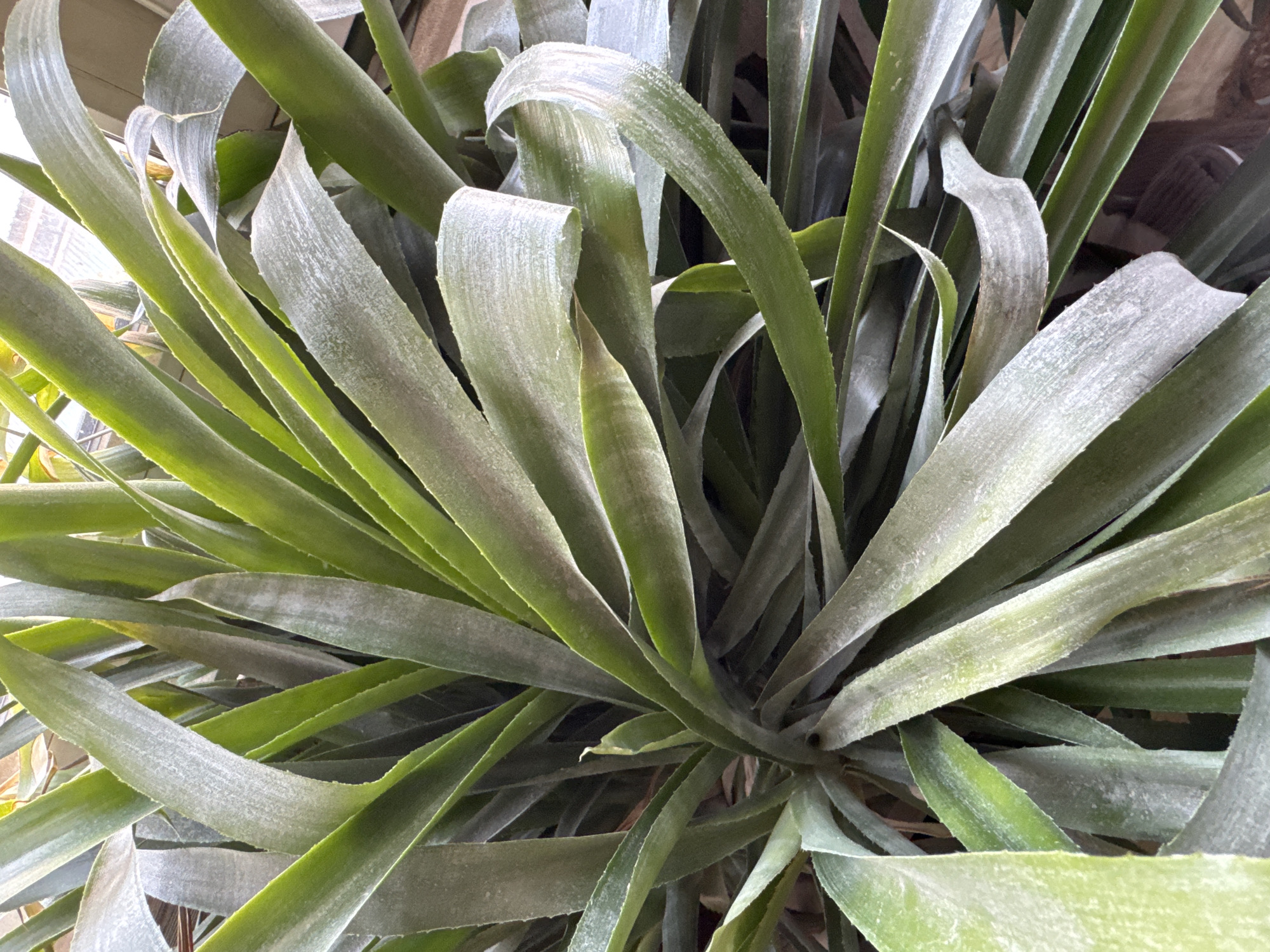 The image shows a close-up, overhead view of a large, leafy green plant with long, somewhat stiff leaves. The leaves are a dusty green color, with some appearing slightly gray or silvery due to a powdery substance on their surface. The leaves are arranged in a rosette pattern, with new growth emerging from the center. Some of the outer leaves are curling and drooping. The background is blurred, but appears to be an indoor setting with some diffused light suggesting a window or artificial light source. There are no people or animals visible in the image. The overall impression is that of a healthy but perhaps slightly dusty houseplant. There is no information in the image to suggest a location in Bishkek City, Kyrgyzstan.