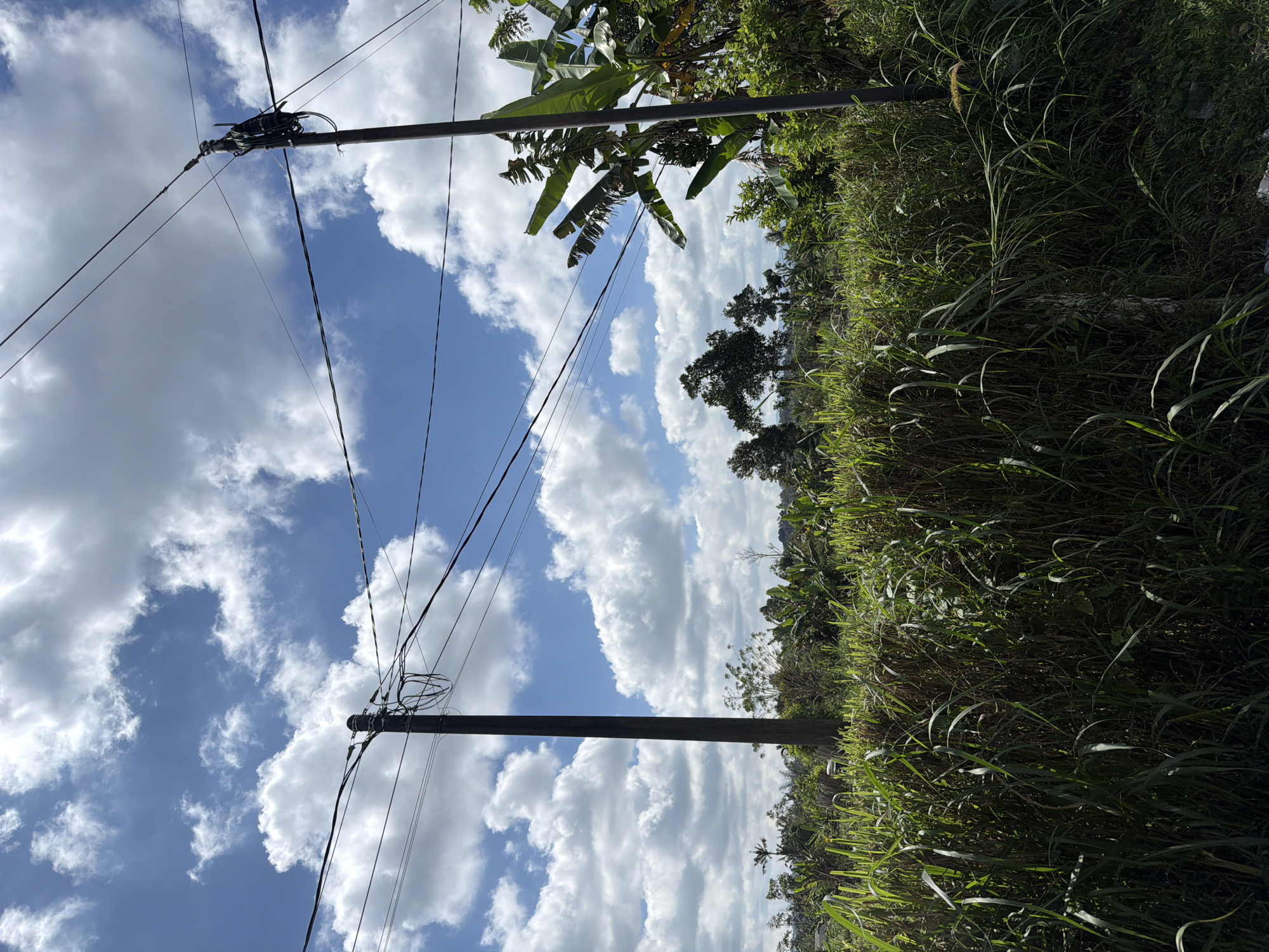 This media file captures a vertical view of a rural scene with a bright, cloudy sky and lush green vegetation. Two utility poles, made of dark material, are prominent features, supporting numerous electrical wires that crisscross the frame.
The sky is a vibrant blue, populated by fluffy white clouds, suggesting it is daytime. The vegetation appears dense and untamed, with tall grasses and broad-leafed plants, hinting at a tropical or subtropical environment. Banana trees are visible, their large leaves catching the light. The overall setting is one of natural abundance bordering on wildness, possibly a rural roadside or undeveloped area.
No people are visible in the frame, nor is any specific activity taking place. The image focuses on the interplay between the man-made utility infrastructure and the surrounding natural landscape. The lighting suggests a sunny day, possibly midday, with the sun casting shadows on the vegetation and illuminating the clouds. There is no visible text in the image. The scene evokes a sense of peacefulness and the dominance of nature. The location context provided, Baturiti, Indonesia, aligns with the visual cues of tropical vegetation and potentially humid weather.
