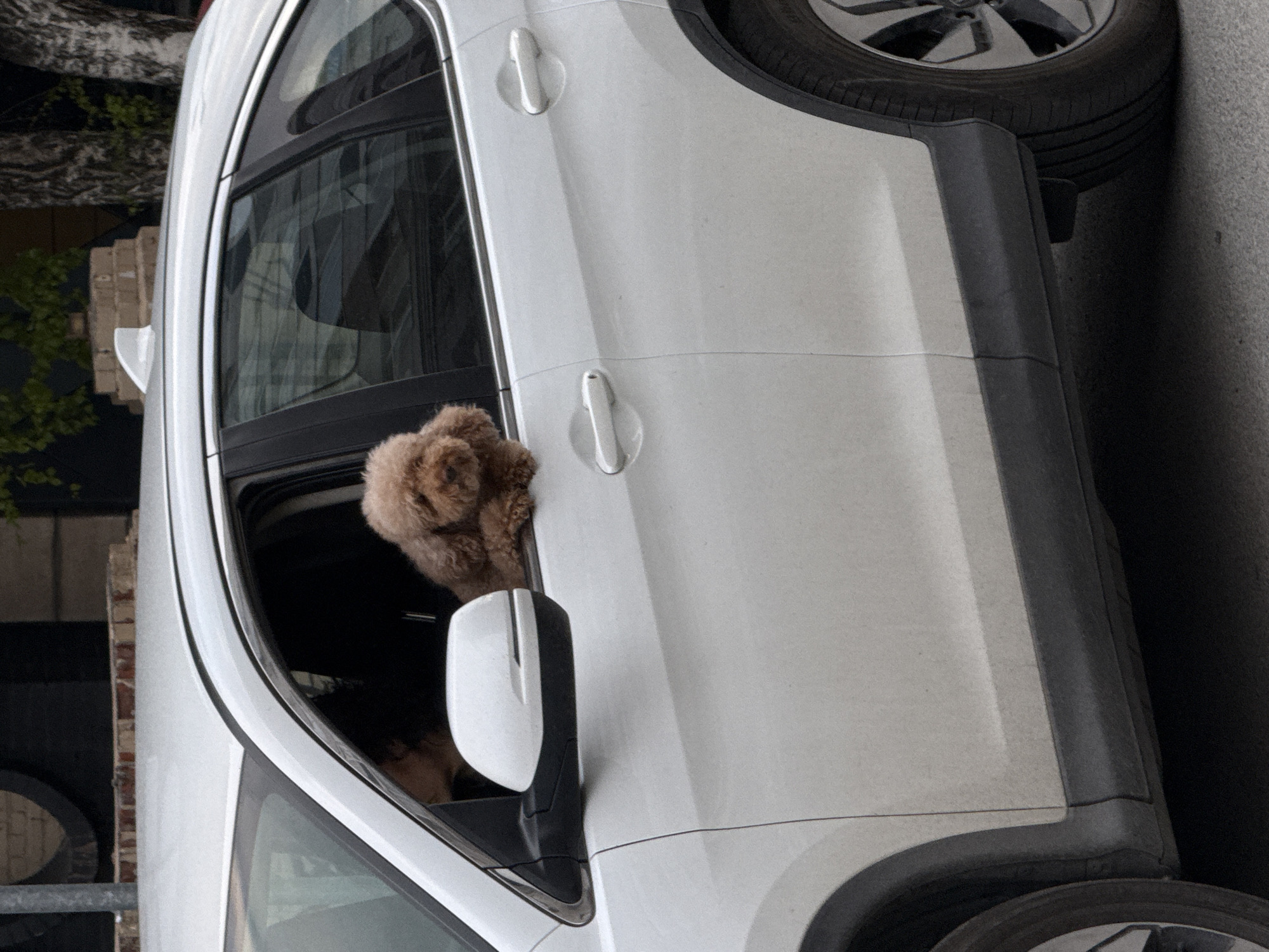 A white car is parked on an asphalt street in an urban area. The front passenger window is partially open, revealing a brown poodle with its head sticking out. The driver is visible in the window, but partially obscured. The car is close to a building with a brick facade and green vegetation. A dark, cylindrical object, possibly a barrel, is also visible near the building.