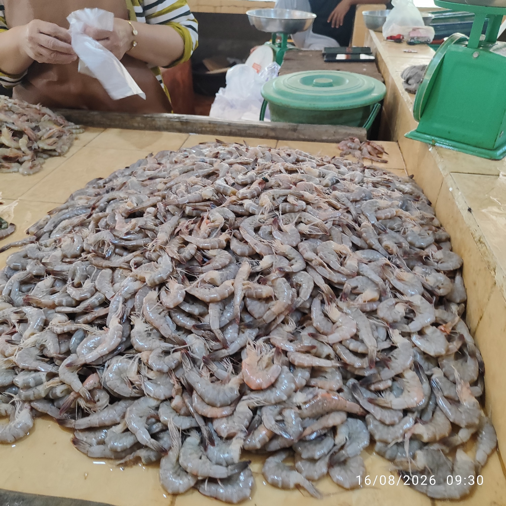 A low-angle, medium shot captures a large pile of raw shrimp displayed on a tan, possibly wooden, counter at a market stall. The shrimp are primarily light grey and appear to be unpeeled, with some exhibiting reddish-brown tails and antennae. They are arranged in a dense mound, with individual shrimp clearly visible. In the upper left of the frame, a person's hands are visible, holding a white paper or plastic bag, suggesting a transaction is taking place or has just concluded. They are wearing a striped shirt and an apron. In the background, other market elements are visible, including a green weighing scale, a green plastic container, and a metal bowl on a scale. The lighting appears to be artificial, casting a slight shadow. The date and time "16/08/2026 09:30" are superimposed on the lower right corner of the image. The scene depicts a commercial transaction involving fresh seafood.