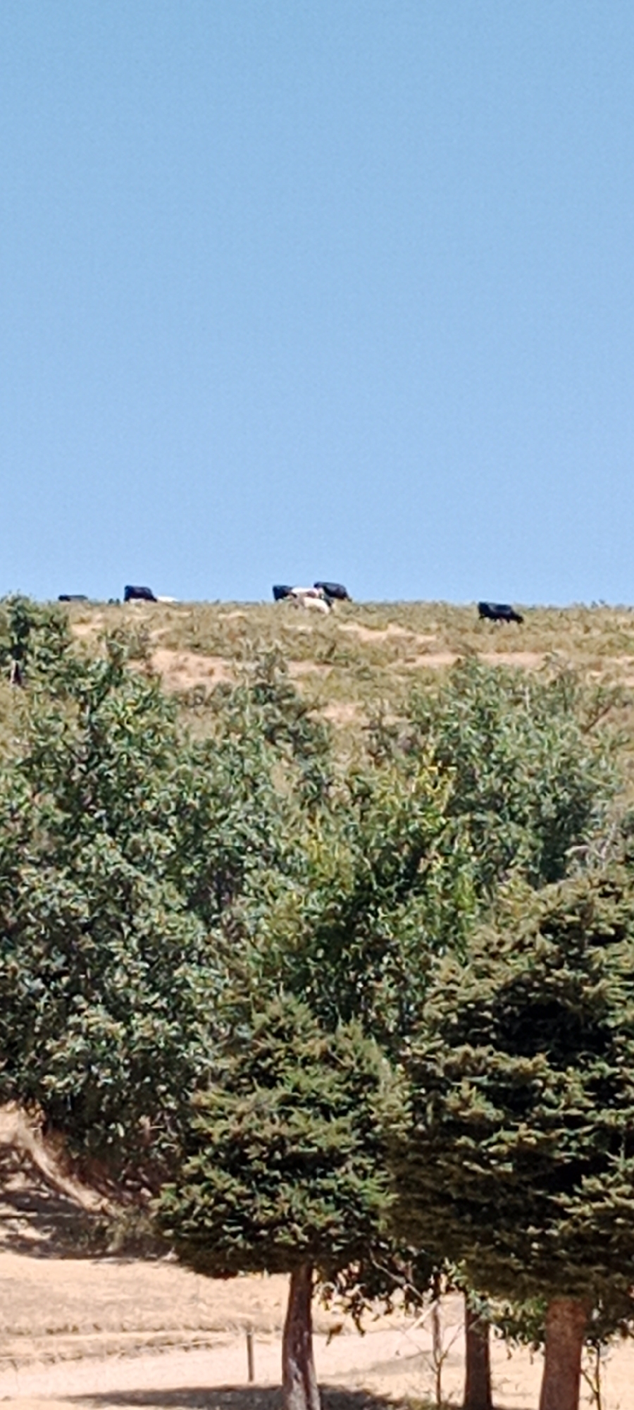 In Cerezo de Abajo, Spain, on a sunny day, a herd of cattle is visible grazing on a grassy hillside. The sky is a clear, light blue. In the foreground, a dense cluster of green trees with dark brown trunks dominates the lower portion of the frame. Beyond the trees, the hillside is covered in dry, golden-brown grass and patches of greenery. Several dark and white cows are spread across the crest of the hill, some lying down and others standing. The overall scene depicts a rural, pastoral landscape under a bright sky.