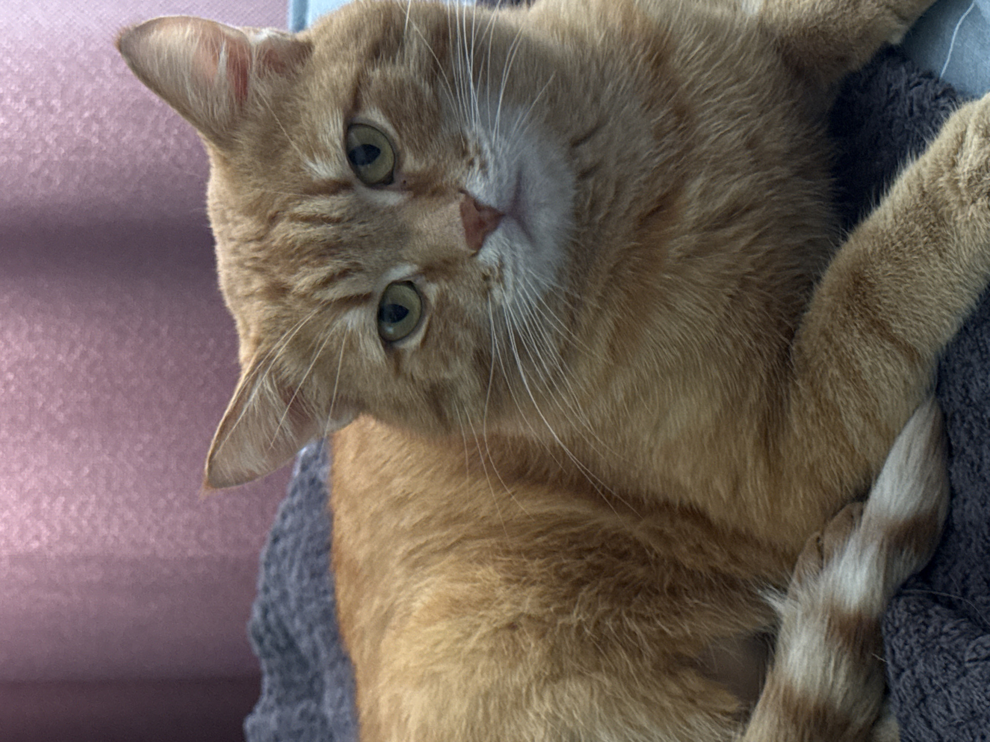 The image captures a close-up of an orange tabby cat in an indoor setting. The cat is lying down, with its head tilted, and looking directly at the camera. Its fur is a warm ginger color with subtle tabby markings, particularly visible on its forehead. The cat has wide, attentive greenish-yellow eyes with dark pupils, a pinkish-brown nose, and long, prominent white whiskers.
The cat appears to be resting on a soft, grey knitted or woven blanket or fabric, which is partially visible underneath and around its body. A portion of its striped tail, displaying both orange and white fur, is curled around its body. One of its pointed ears is fully visible, showing lighter fur inside.
The background consists of a soft, textured surface in shades of pink and purple, likely a blanket or piece of furniture, contributing to a cozy, domestic atmosphere. The lighting is even and soft, enhancing the details of the cat's fur and expression. The overall impression is one of calm and gentle inquisitiveness. No text is visible in the image.