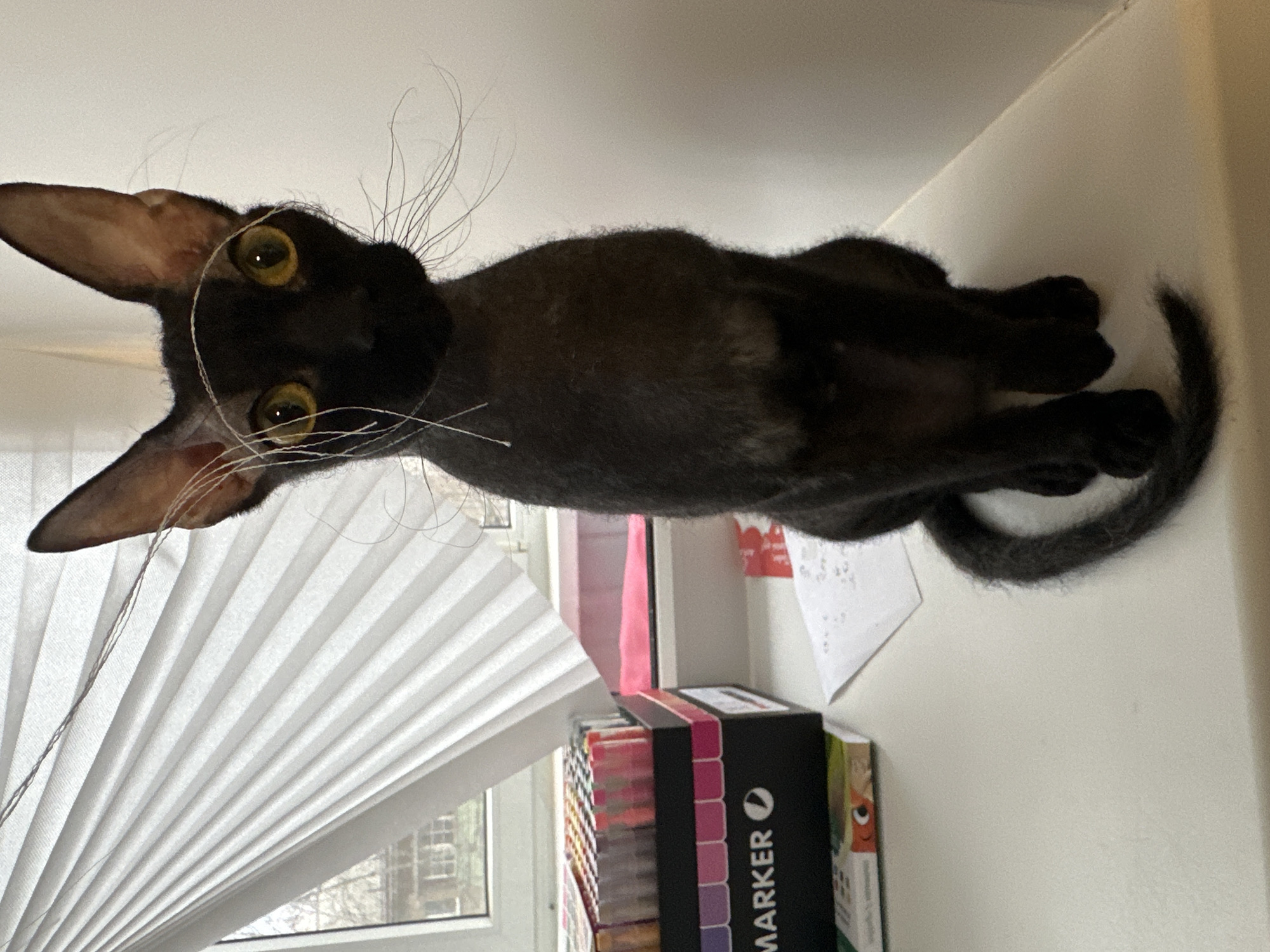 A black Oriental shorthair cat is sitting on a white surface, possibly a windowsill or shelf. The cat is positioned close to the viewer, with its head tilted, showcasing its large, pointed ears and distinctive facial features. Its eyes are golden yellow. The cat's whiskers are long and white. In the background, there are folded white blinds covering a window, through which an urban scene is faintly visible. A stack of markers is to the side of the cat. A piece of paper with Braille on it is visible in the background. While the image could be taken anywhere, there is not enough information to confirm it is in Chaikovsky, Russia.