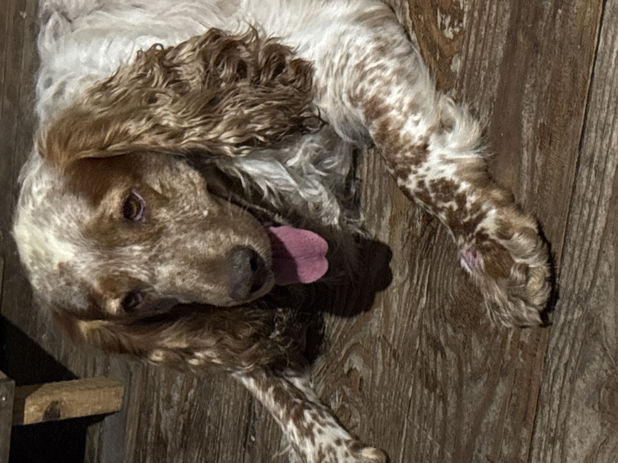 This is a close-up, horizontal, eye-level, indoor shot of a medium-sized dog lying on its side on a wooden floor. The dog has a white and brown coat with irregular speckles and patches. Its long, wavy brown fur covers its ears and parts of its face. The dog's head is tilted, and its pink tongue is sticking out, curled to the right. One of its eyes is visible, appearing to be a dark brown color. The wooden floor has a visible grain pattern and appears to be made of planks. There are some dark shadows cast on the floor, suggesting the lighting source is from the left and slightly above. A dark, indistinct object is partially visible in the lower left corner, possibly a piece of furniture or a support structure. The scene appears to be dimly lit, possibly indicating evening or an indoor setting with artificial light. The dog's expression, with its tongue out and relaxed posture, suggests it might be playful, tired, or panting. No text is visible in the image. The location context is Dubrovino, Russia.