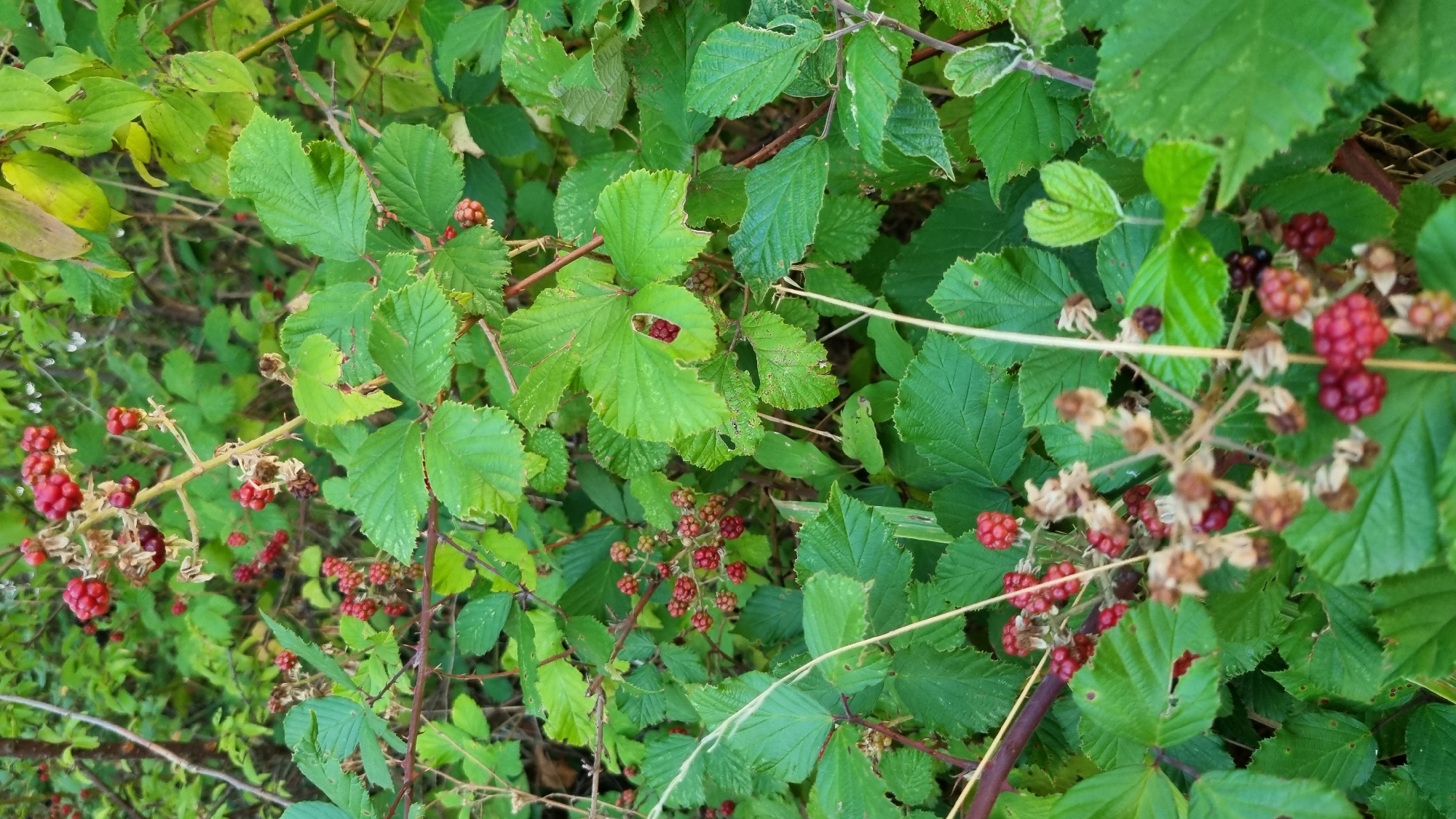 The image depicts a close-up view of bramble bushes with ripe and ripening blackberries. The bushes are dense with green, serrated leaves and thorny stems. Clusters of red and dark purple blackberries are scattered throughout the foliage. Some of the berries appear fully ripe, while others are still in earlier stages of development. Dry, papery calyxes from previous blooms are also visible. The background is blurred, showing more foliage and suggesting an outdoor, natural environment. The lighting is natural, indicating it was taken during daylight hours. The scene appears to be in a rural or semi-rural area, possibly a hedgerow or a wild patch of vegetation. Without specific landmarks or contextual information, pinpointing the exact location within Berehove, Ukraine is not possible based solely on the visual content.
