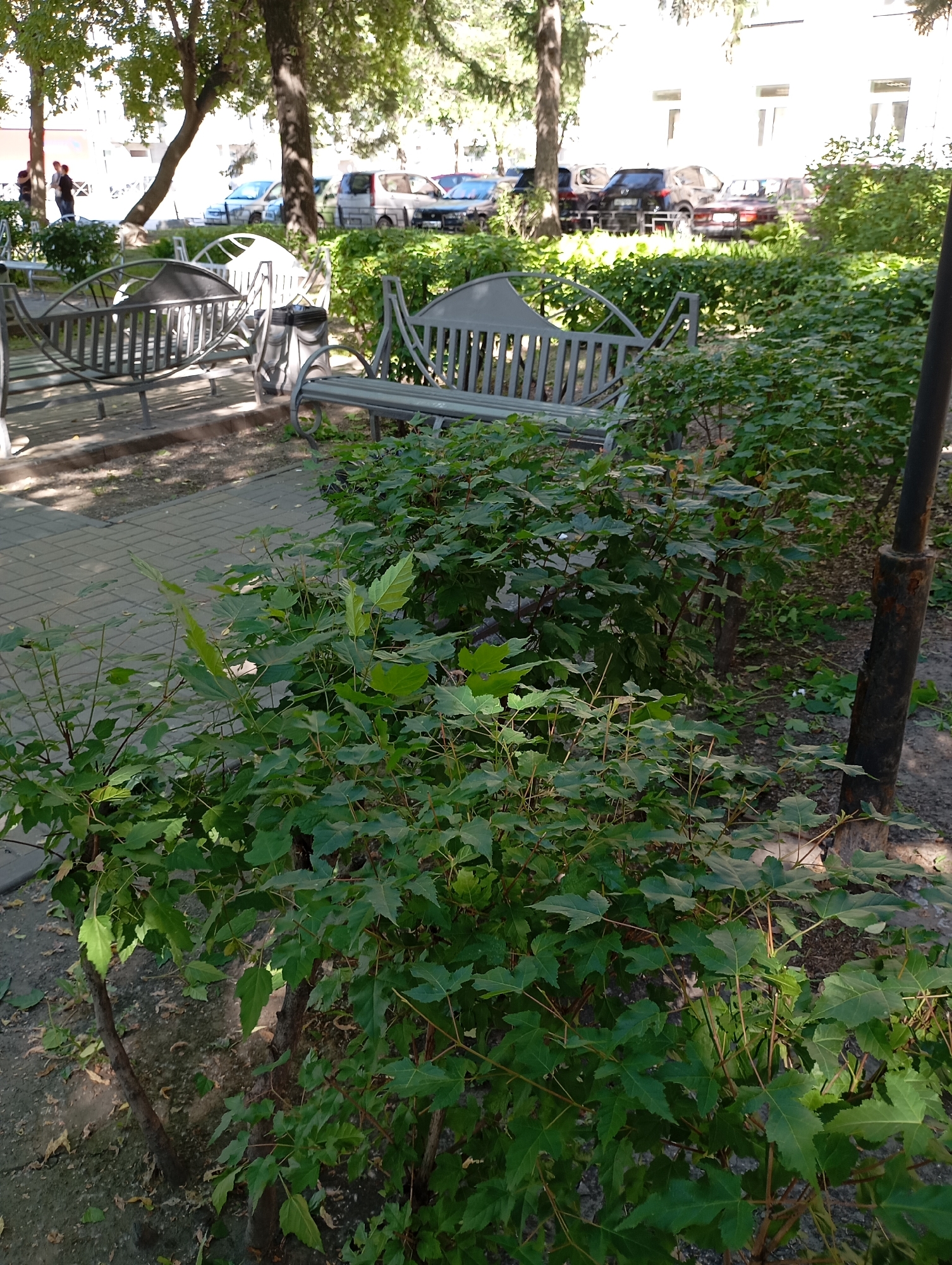 The image depicts an outdoor scene in Novosibirsk, Russia, likely during the daytime under a clear sky. In the foreground, lush green bushes and trees dominate the frame, casting dappled shadows on the ground. A dark, rusty metal pole stands to the right, possibly a lamppost.
In the mid-ground, two ornate metal benches are visible. The bench on the left has a curved back and seat, reminiscent of a swing bench, while the bench on the right is more traditional with a straight seat and a decorative back. Behind the benches, a grey paved walkway is laid out.
Further in the background, several cars are parked. Among them, a silver minivan and a black SUV are clearly distinguishable, along with other vehicles partially obscured by foliage. Behind the cars, a white building with several windows can be seen, suggesting an urban or suburban setting. Two people, a woman and a man, are standing near the left side of the image, conversing.
The overall impression is of a peaceful park or public space, possibly a courtyard or a rest area, where people can relax amidst greenery. The sunlight filtering through the trees indicates it's likely a sunny day. No visible text is present in the image.