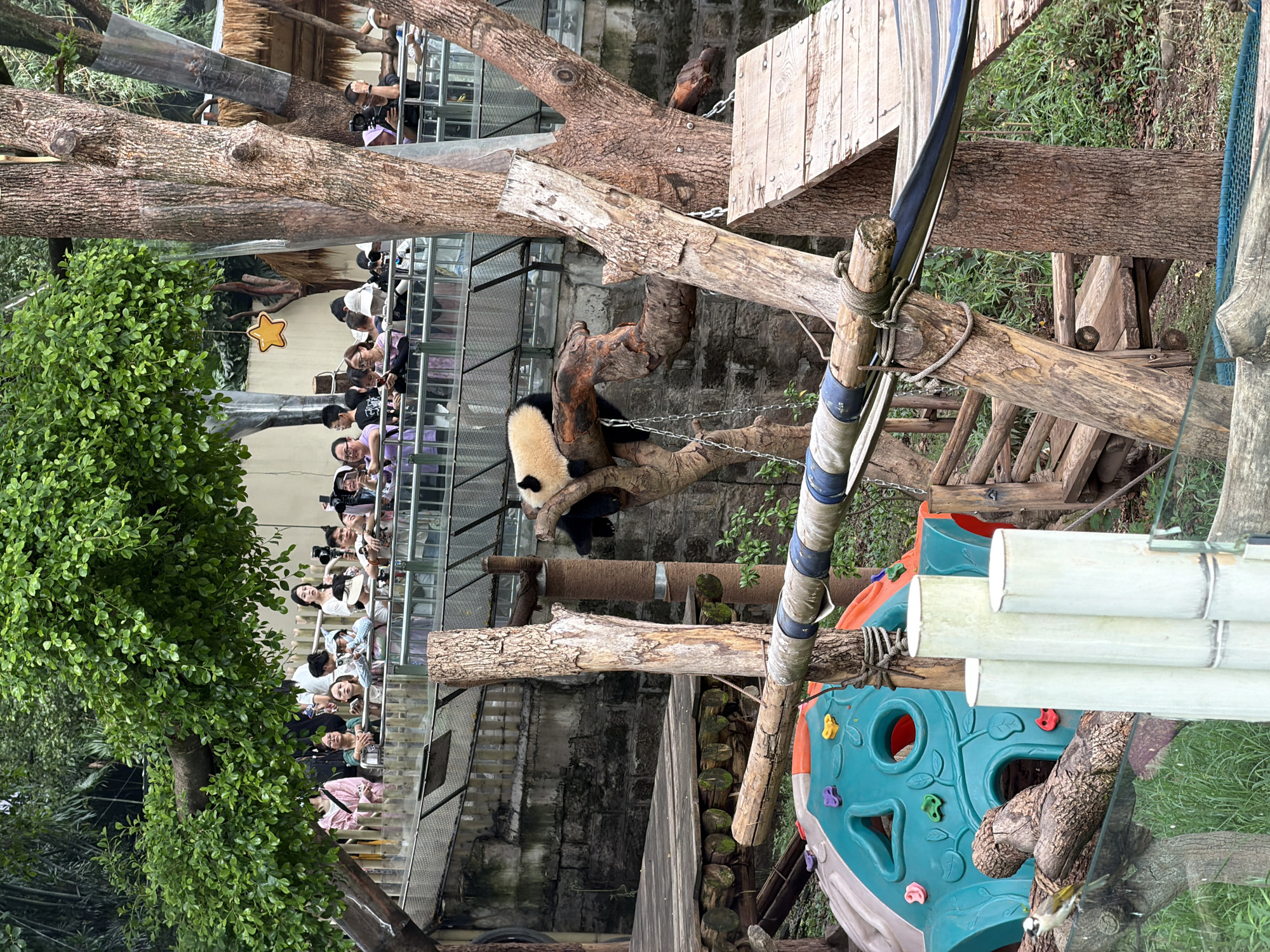 This image captures a scene at a zoo, likely in the Jiulongpo District of China, featuring a giant panda. The panda is resting on a thick tree branch, partially obscured by foliage, with its back facing the viewer. A crowd of onlookers stands behind a metal railing, observing the panda. Many of them are holding up cameras and phones, suggesting they are taking pictures or videos. In the foreground, a colorful playground structure is visible, along with various wooden structures and natural elements like trees and branches. The environment appears to be an outdoor enclosure designed to mimic a natural habitat for the animals.