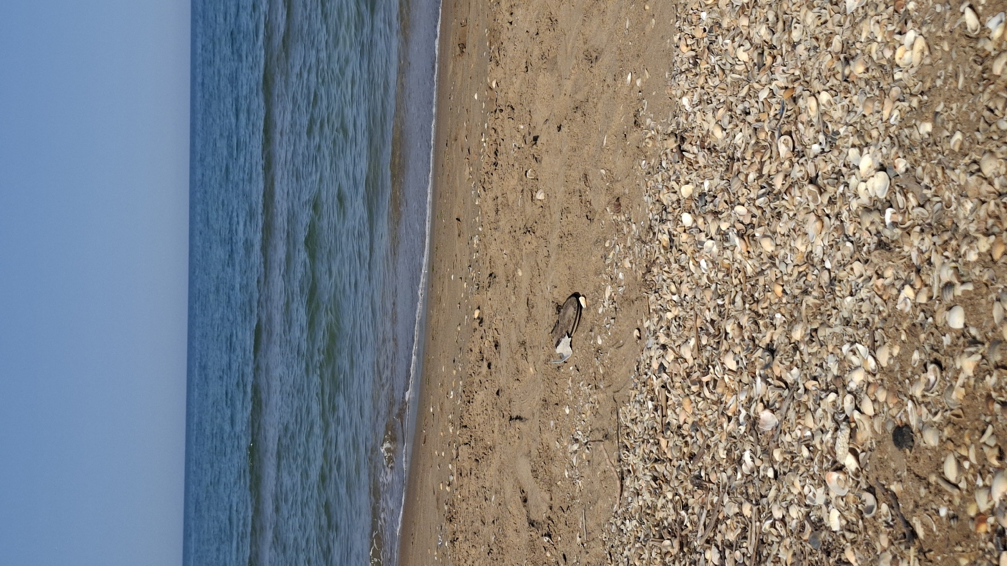 A beach scene shows the ocean meeting a sandy shore dotted with shells. The water is a deep blue with gentle waves, and the sky is clear and bright. On the sand, a single, worn sandal lies on its side. The beach is covered in a thick layer of broken seashells in various shades of white, tan, and gray. The scene is set in Inchkhe, Russia.