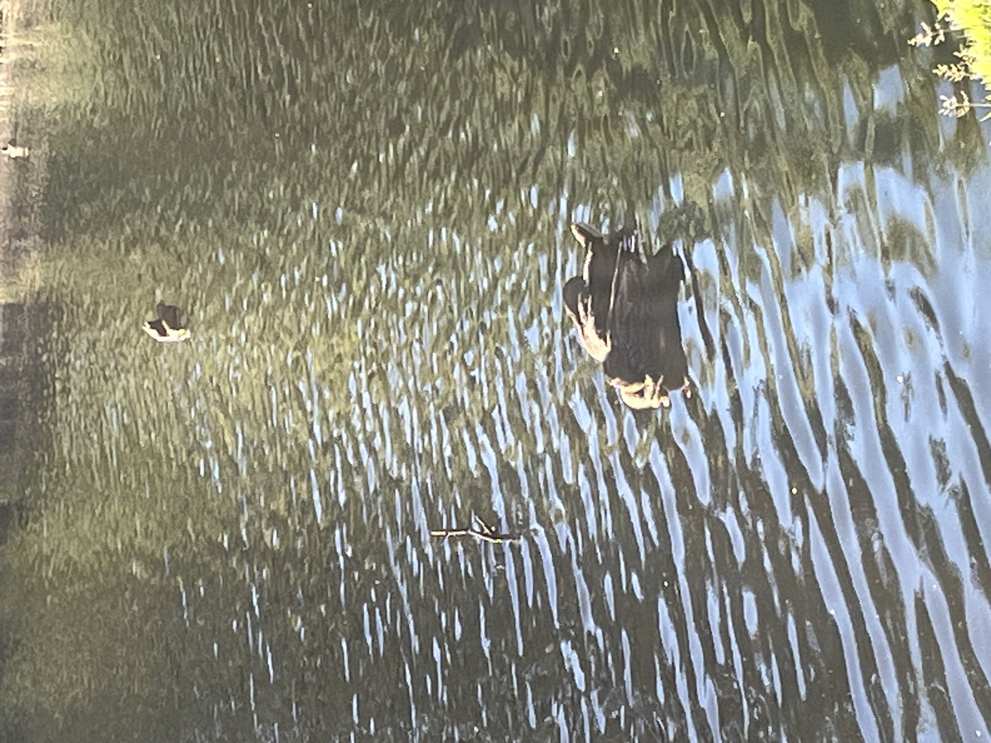 The image shows a dark-colored bird, possibly a cormorant, swimming in murky, rippled water. The bird is partially submerged, with its back and wings visible above the surface. The water's surface is disturbed, creating patterns of light and shadow. In the distance, another smaller, lighter-colored bird or object is visible on the water. A small twig or reed floats near the center of the frame. The lighting suggests it could be daytime, with sunlight reflecting off the water. The overall impression is of a natural, outdoor setting, likely a pond, lake, or slow-moving river. The colors are muted, with greens and browns dominating the water, and the dark bird providing a strong contrast. There is no visible text in the image.