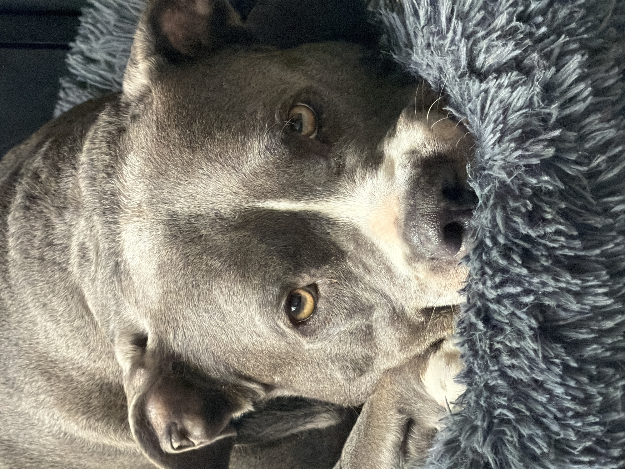 A gray and white dog lies partially obscured by a fuzzy gray blanket. The dog's head is visible, with its eyes open and looking towards the viewer. The dog's fur appears short and smooth. A white stripe runs up its face.