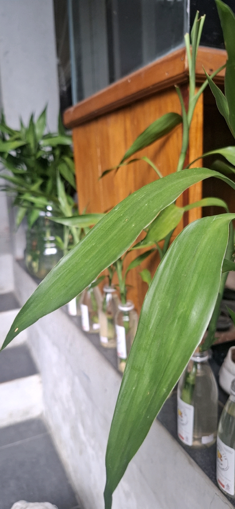 In Cianjur, Indonesia, a close-up, eye-level shot focuses on the vibrant green leaves of a lucky bamboo plant. The plant is arranged in clear glass bottles filled with water, lined up on a ledge. Behind the bamboo, a wooden cabinet with a polished surface is visible, suggesting an indoor or covered outdoor setting. The background is slightly blurred, with hints of a window frame and a light-colored wall. The overall scene conveys a sense of natural beauty and simple decoration.