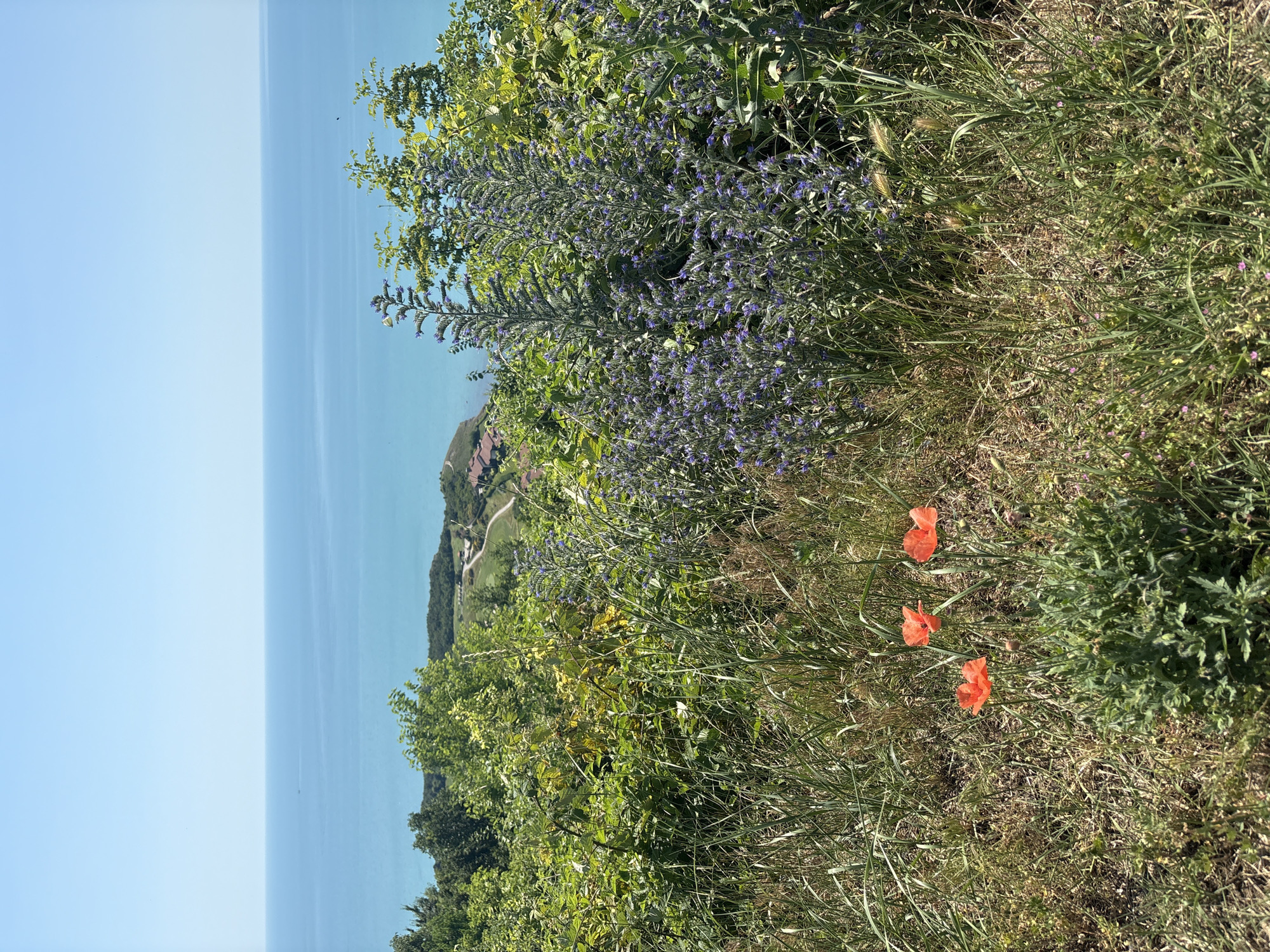 The image captures a scenic view of a vast, tranquil blue body of water under a clear sky, suggesting a sunny day. The foreground is dominated by lush green vegetation, including tall grasses and flowering plants. Notably, a cluster of vibrant purple flowers stands out amidst the greenery, adding a splash of color. Closer to the viewer, three delicate orange poppies are in bloom, their petals catching the sunlight. In the background, the coastline is visible, characterized by rolling hills covered in trees and some scattered buildings, hinting at a rural or semi-rural landscape overlooking the water. The overall impression is one of natural beauty and peacefulness.