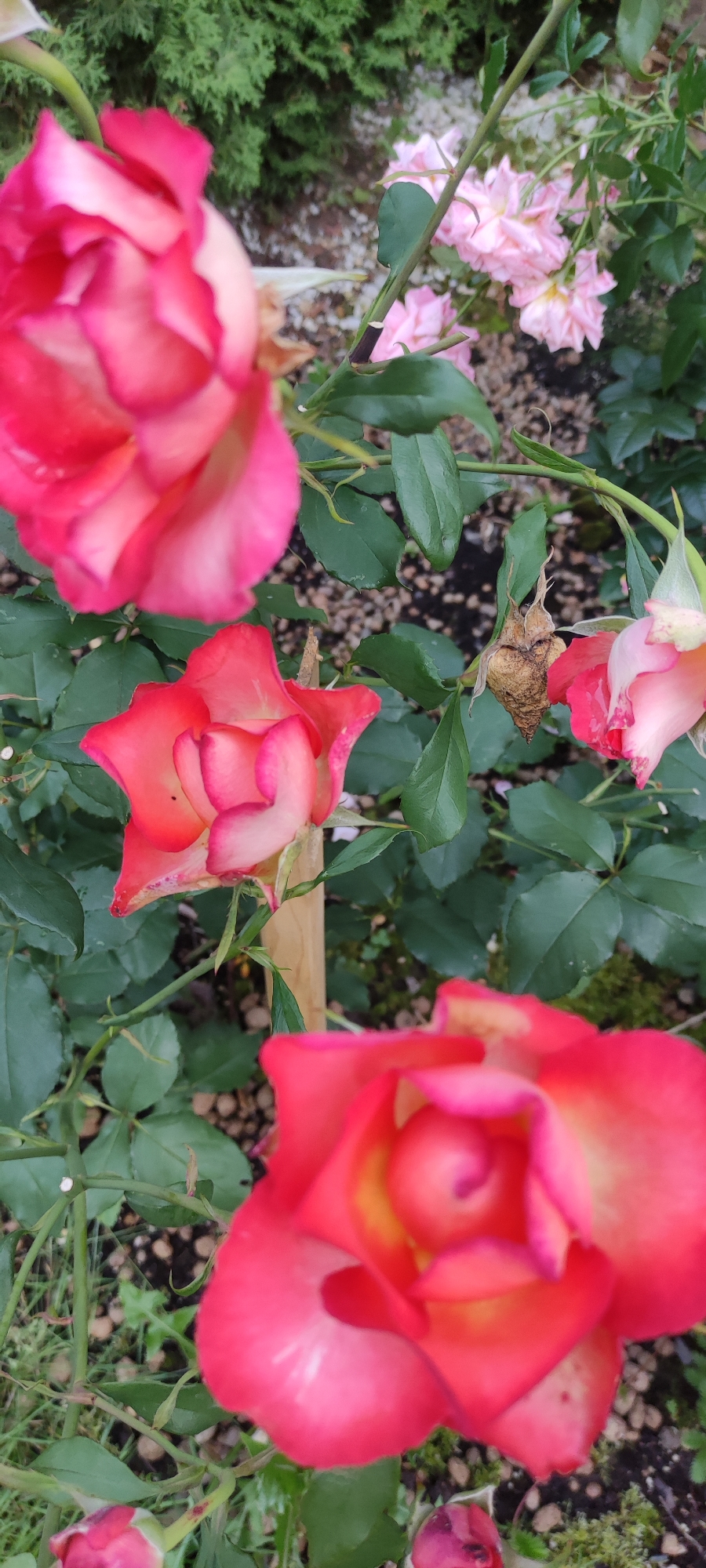 A close-up, vertical, eye-level shot showcases a cluster of pink and red roses in varying stages of bloom. The foreground is dominated by the lower portion of a bright red and pink rose, its petals soft and velvety. To the left, another, larger pink and red rose is slightly out of focus. In the mid-ground, a rosebud with a hint of pink is visible, as well as several other pink roses. The background is a blur of lush green foliage and dark soil dotted with small pebbles. The overall impression is one of a vibrant garden, likely located in Rosinka, Russia, given the context. There are no people or animals in the image.