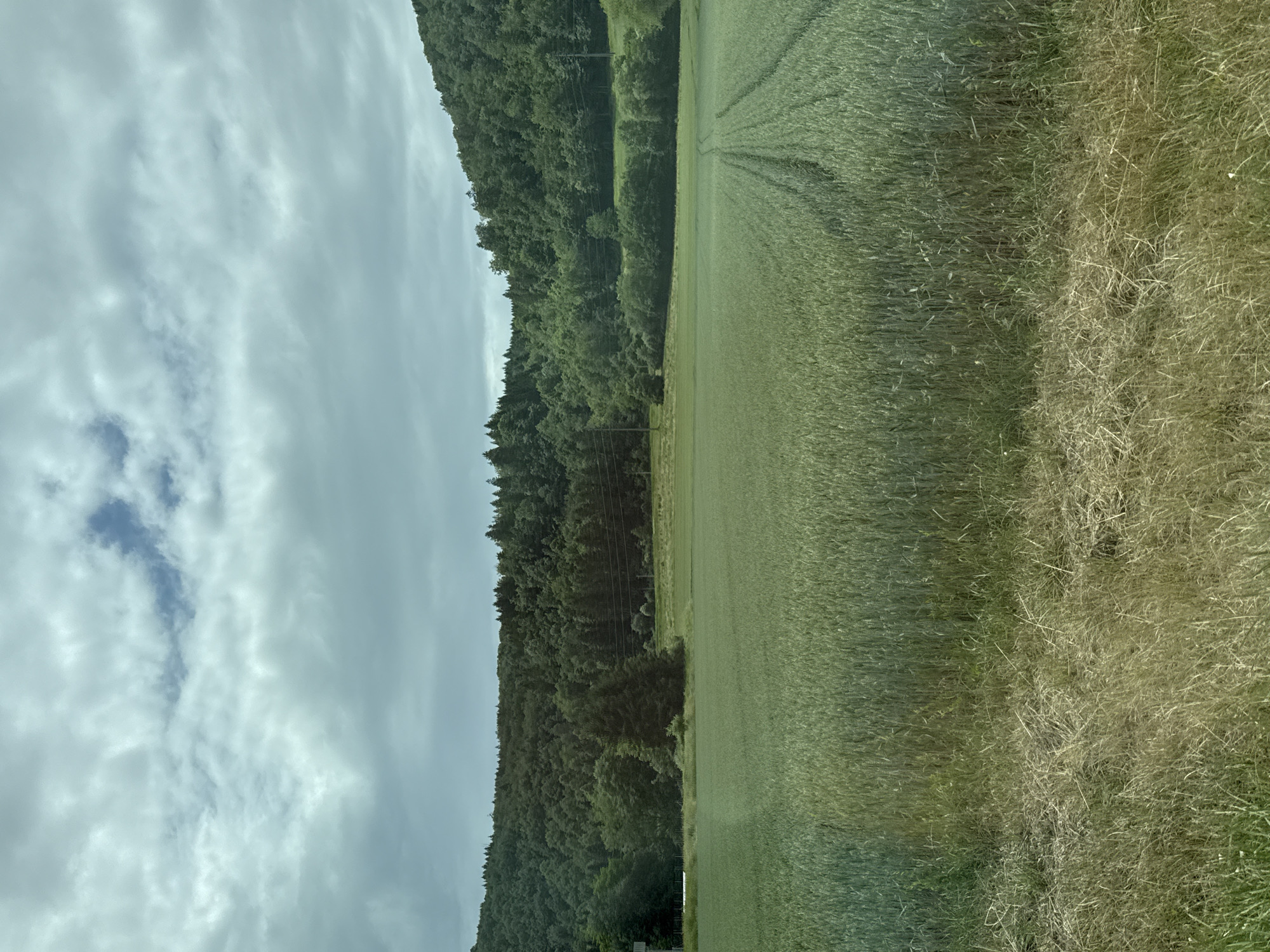 This landscape image, taken in Zurzach, Switzerland, depicts a serene rural scene under an overcast sky. The upper portion of the frame shows a sky predominantly covered by light grey clouds, with hints of blue sky peeking through, particularly towards the left.
The foreground features a textured area of dry, light brown and faded green grass, suggesting a natural boundary or uncultivated patch. Adjacent to this, a vast field of vibrant green crops, possibly wheat or barley, stretches across the middle of the scene. Distinct parallel tracks or lines are visible within this field, indicative of farming activity or machinery passes.
In the background, a dense, dark green forest covers a sloping hillside, extending across the horizon. Utility poles and power lines are discernible running horizontally along the edge where the forest meets the cultivated fields. No people are visible, and no specific event is taking place, presenting a peaceful, natural vista during what appears to be daytime under diffused light. There is no visible text.