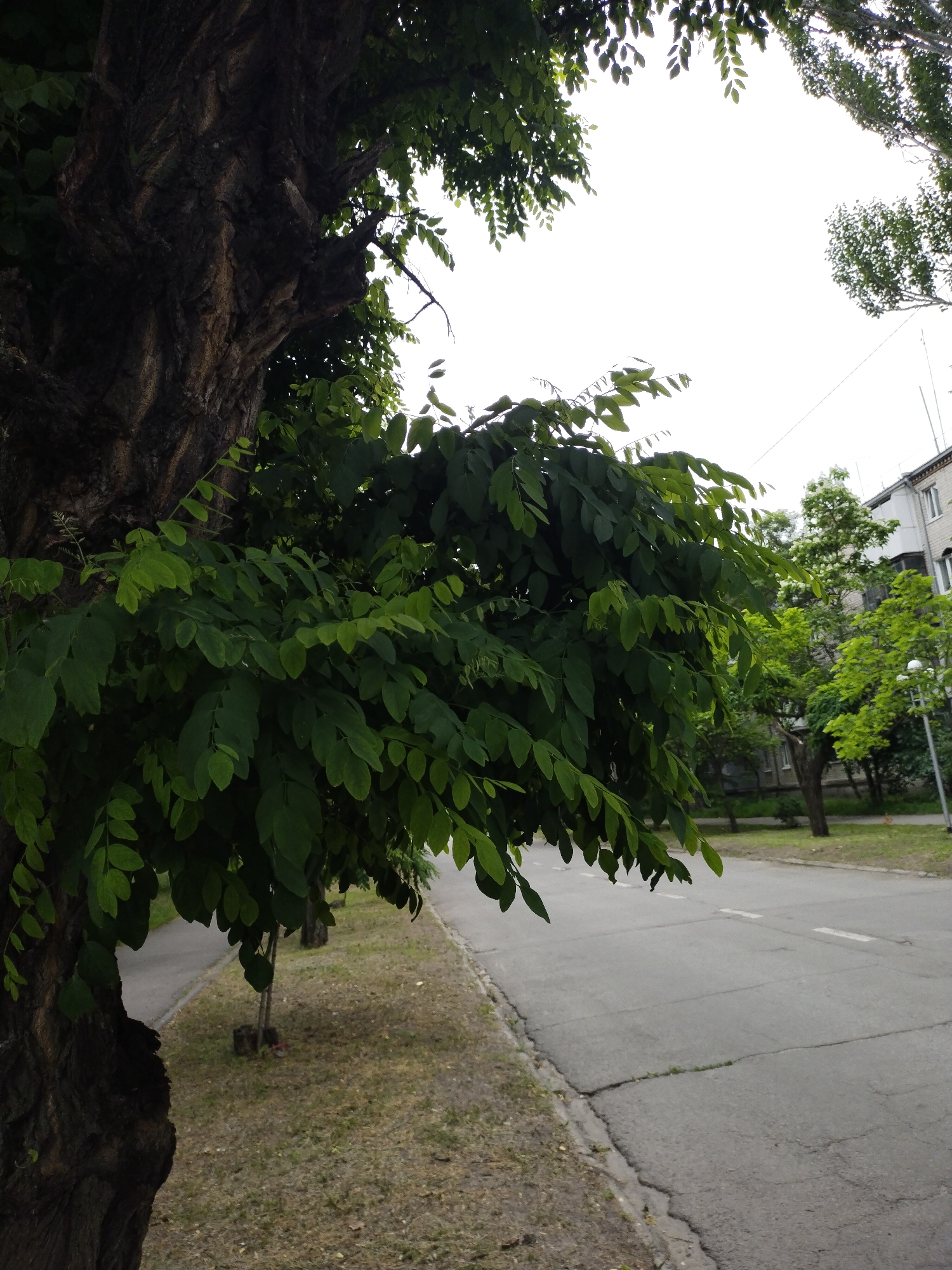 The image shows a view of a street in Horishni Plavni, Ukraine. In the foreground, a large tree trunk with rough, dark bark is visible on the left side. Lush green leaves from this tree hang over the street, obscuring some of the view. The street itself is asphalt with white lane markings and appears to be a residential road, as evidenced by the apartment buildings visible in the background. There are also other trees and sparse vegetation along the roadside. The sky is bright and overcast. The scene appears to be a quiet, ordinary street in an urban or suburban setting.