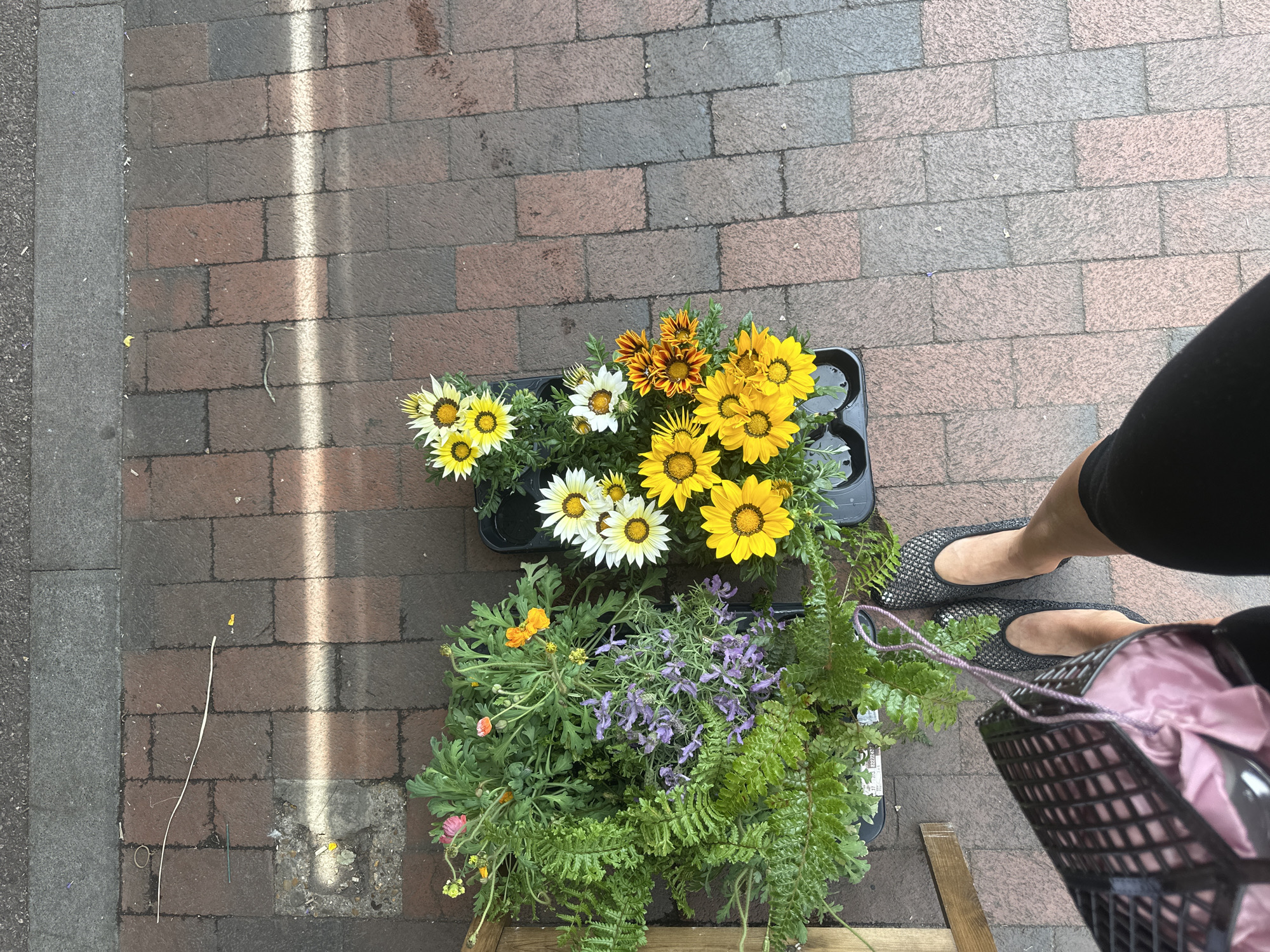 A high-angle shot reveals a pedestrian setting in Tunbridge Wells, United Kingdom. The ground is paved with brown and grey bricks. Two rectangular black plastic trays are positioned in the frame. One tray holds an assortment of vibrant Gazania flowers in shades of yellow, orange, and white, each flower displaying a dark center. The second tray contains various green plants, including ferns and flowers in shades of purple and orange. A person wearing black leggings and grey shoes stands beside the trays, holding a black basket with a pink interior lining.