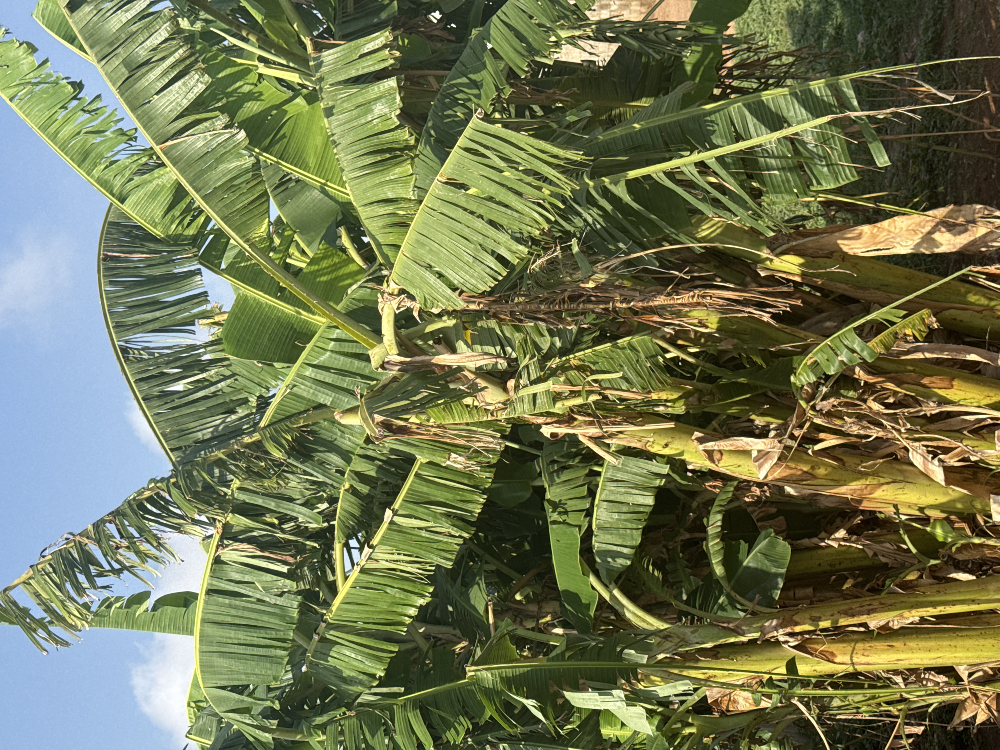 The image depicts a dense cluster of banana plants, likely in the vicinity of Kurunduma, Nigeria. The foreground is dominated by large, verdant banana leaves, some of which are torn or fragmented. The leaves are primarily green, with some exhibiting signs of browning or decay. The stems of the banana plants are visible, exhibiting a yellowish-green color. The sky is visible in the upper left corner, indicating a daytime scene with clear weather. The environment appears to be a field, as indicated by the presence of greenery and soil in the background. There are no people present in the image.