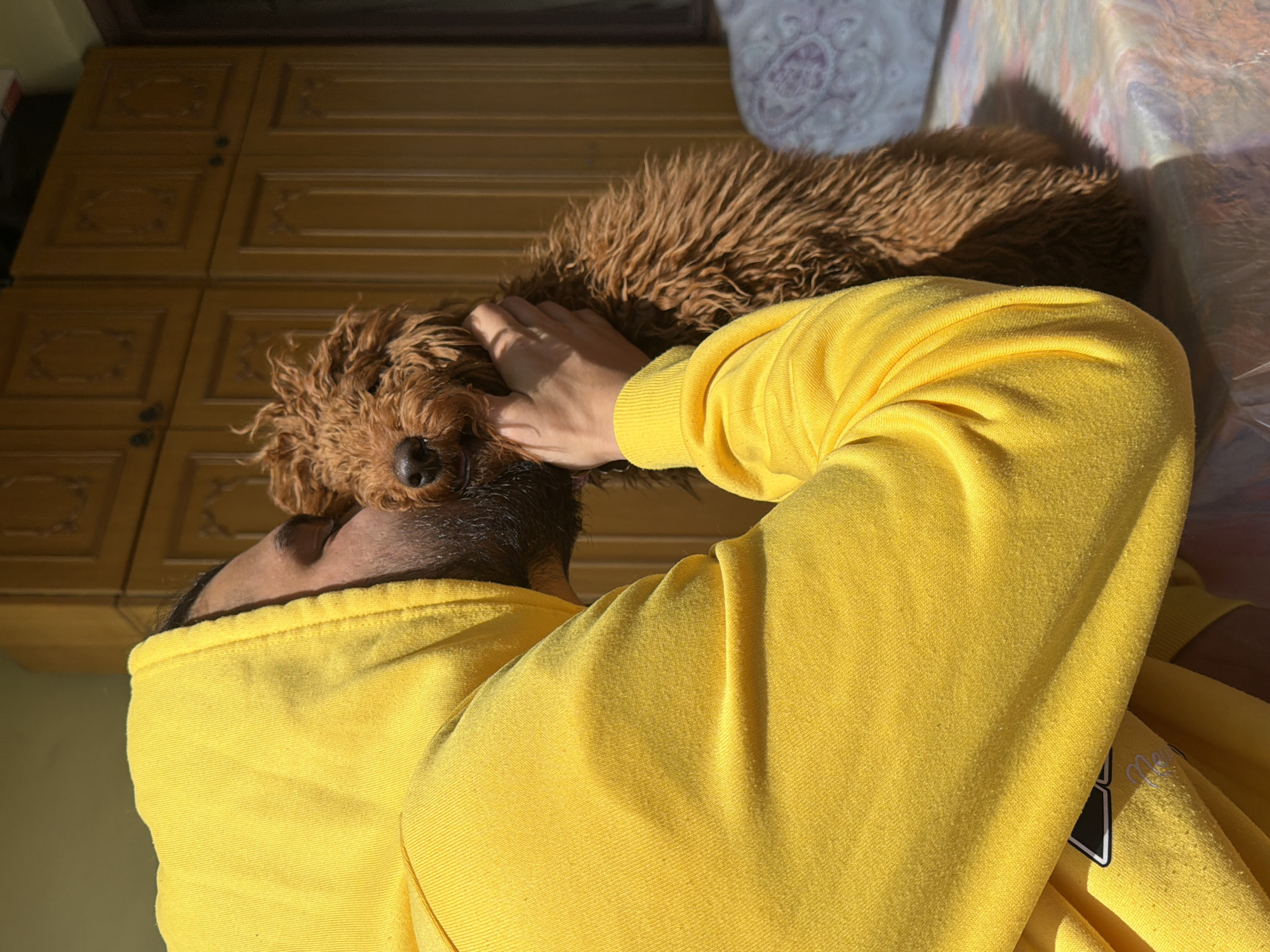 The image depicts a heartwarming, sunlit indoor scene in Yerevan, Armenia, focusing on the interaction between a person and a dog. The main subjects are an individual, likely male, with visible facial hair, wearing a bright yellow hooded sweatshirt, and a medium-sized dog with reddish-brown, curly fur, characteristic of a poodle or doodle breed.
The person is shown with their left hand gently petting the dog's head, which is resting close to their body, possibly on their shoulder or chest. This interaction conveys a sense of affection and comfort between the two. The strong natural sunlight streams into the room, creating bright highlights and distinct shadows, suggesting it is daytime, perhaps morning or late afternoon.
In the background, a large wooden cabinet or wardrobe with carved details is visible to the left, while a patterned fabric, likely a blanket or sheet on a bed or couch, can be seen to the right, also partially illuminated by the sun. The setting appears to be a cozy home environment.
The predominant colors in the image are the vibrant yellow of the sweatshirt and various shades of brown from the dog's fur and the wooden furniture. A small, indistinct white graphic or logo with a black outline is partially visible on the lower right portion of the yellow sweatshirt, but its details are too unclear to identify. The overall mood of the image is peaceful and warm.