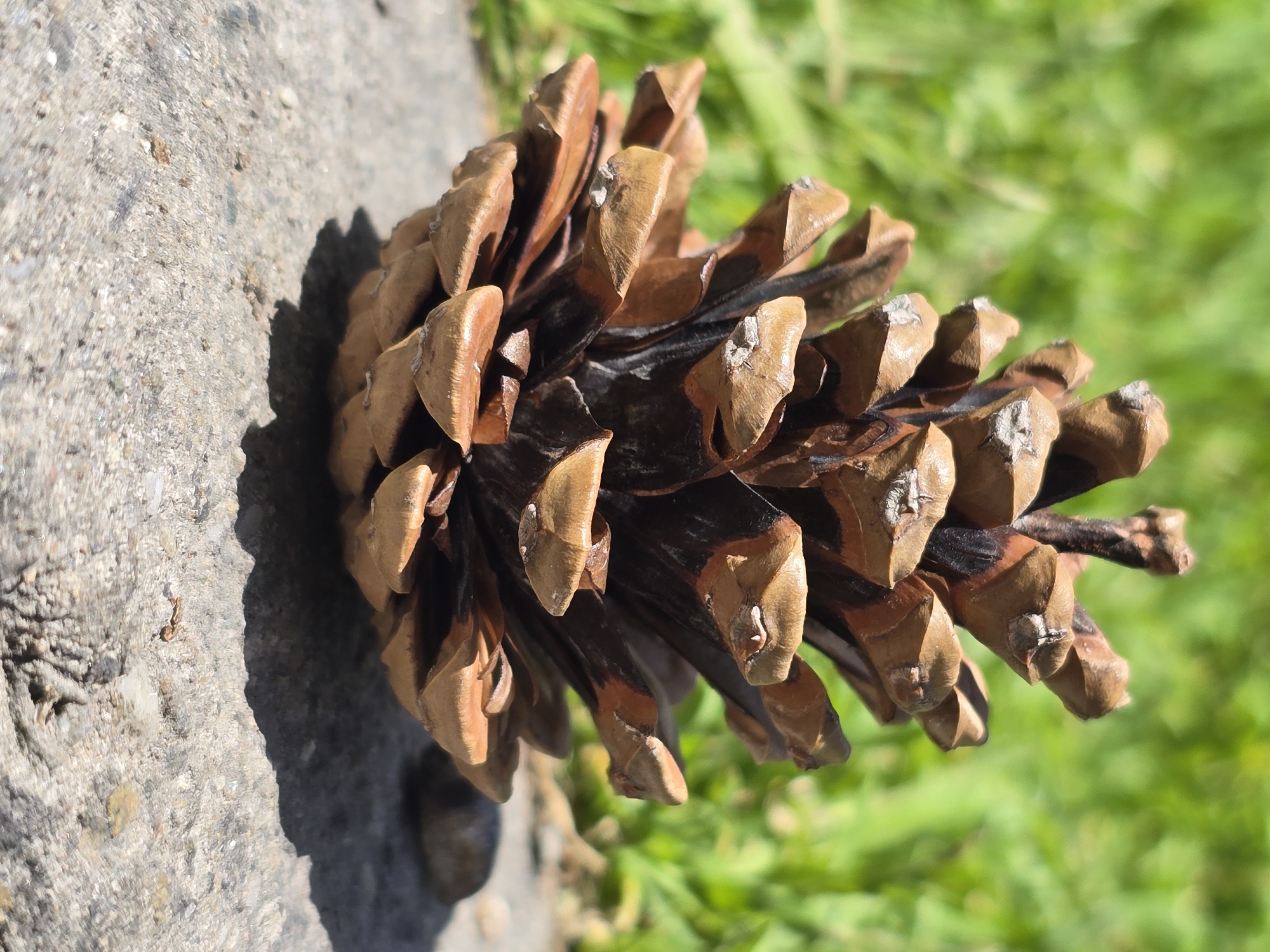 The image shows a pine cone resting on a grey, textured concrete surface. The pine cone is brown with dark brown to black areas, and has a visible shadow on the concrete. The background consists of blurred green foliage. The image was taken during the daytime. The location is Plovdiv, Bulgaria.