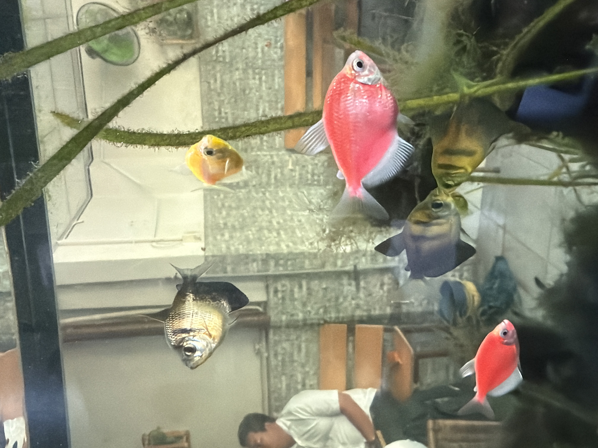 This is a photograph taken inside an aquarium in Tay Nha Trang Ward, Vietnam. The aquarium contains several small fish of various colors, including a bright pink fish, a red fish, a yellow fish, and several dark-colored fish with striped patterns. There are also some aquatic plants visible in the tank. In the background, through the glass of the aquarium, a person wearing a white short-sleeved shirt is seated on a wooden bench. The environment appears to be indoors, possibly a home or a shop, with a tiled floor and a textured wall.