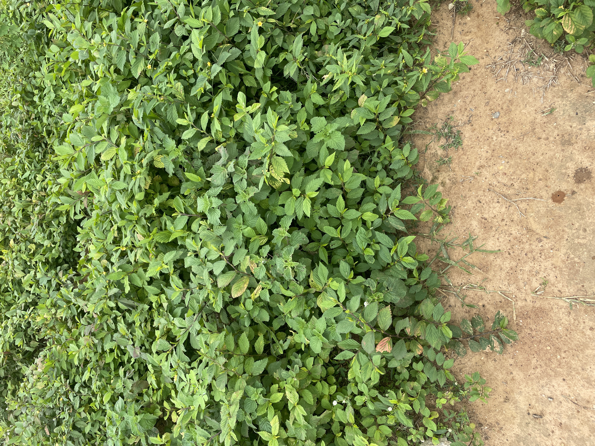 The image shows a dense cluster of green, leafy plants bordering a patch of dry, sandy soil. The plants are primarily herbaceous, with many small leaves on thin stems. Some of the leaves show signs of browning or discoloration. The soil is a light brown color and appears dry, with a few scattered blades of grass and twigs. The overall impression is of a natural, uncultivated area, possibly on the outskirts of the city of Barako, Nigeria, where vegetation meets undeveloped land. There are no people or animals visible in the image.