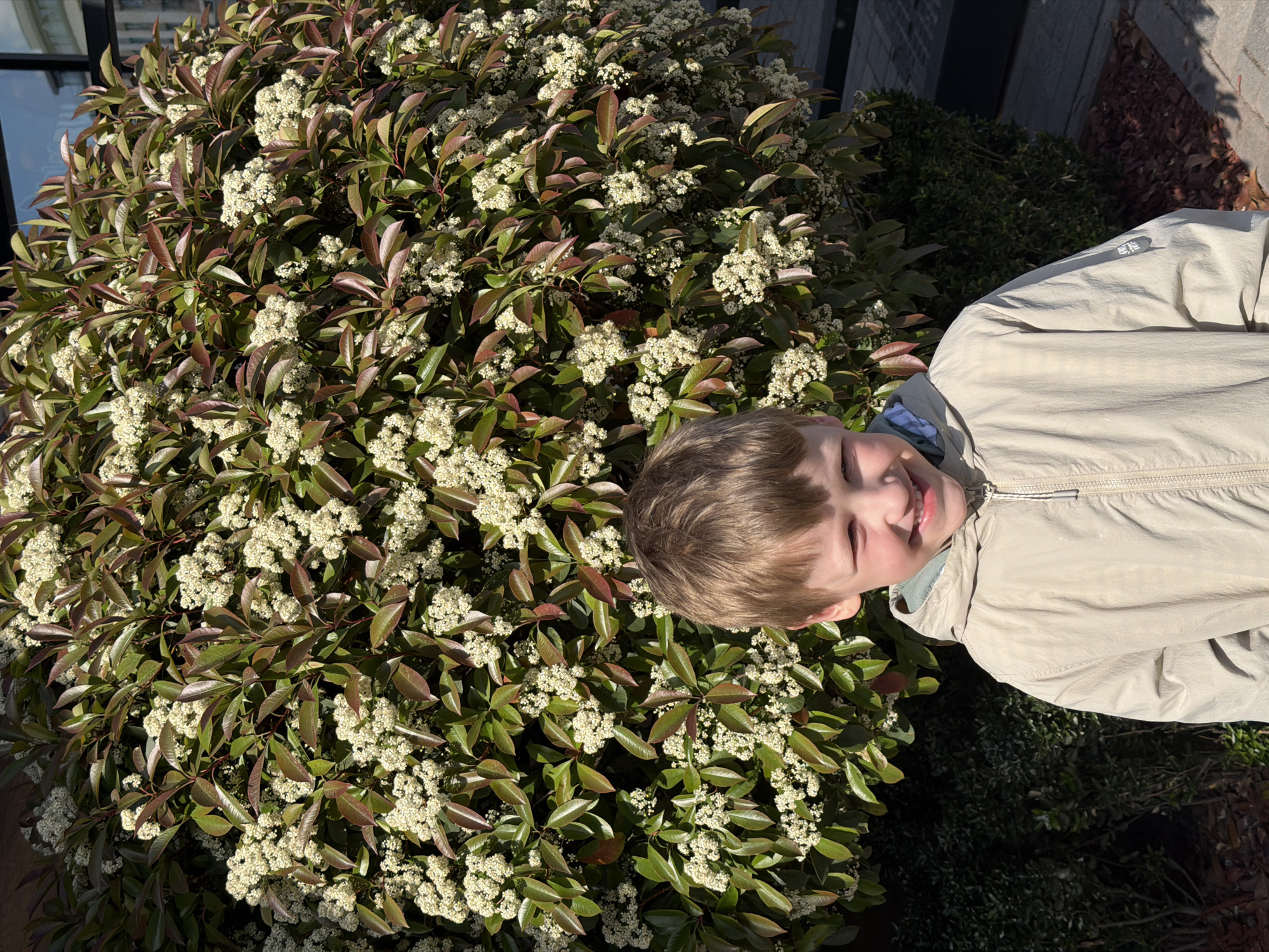 The image, when correctly oriented, displays a happy young boy with light brown hair and fair skin, smiling broadly with his eyes squinted against the bright sunlight. He is wearing a light beige or khaki hooded jacket over a blue-patterned shirt. The boy is positioned on the right side of the frame, looking towards the left.
Most of the left and central portion of the image is dominated by a large, dense bush in full bloom, adorned with numerous clusters of small, white flowers. Its leaves exhibit a mix of dark green and reddish-brown hues. In the upper left background, a reflection in dark windows, possibly from a building, is faintly visible. To the upper right of the boy, darker green foliage and reddish-brown ground cover are present.
The scene is brightly lit by strong, direct sunlight, suggesting a clear, sunny day, likely midday or early afternoon. The boy's closed eyes and wide smile convey a sense of happiness or amusement. On the right sleeve of the boy's jacket, a small, light-colored brand logo featuring a stylized graphic design is visible. The setting is outdoors, likely a garden or park in Belgrade, Serbia.