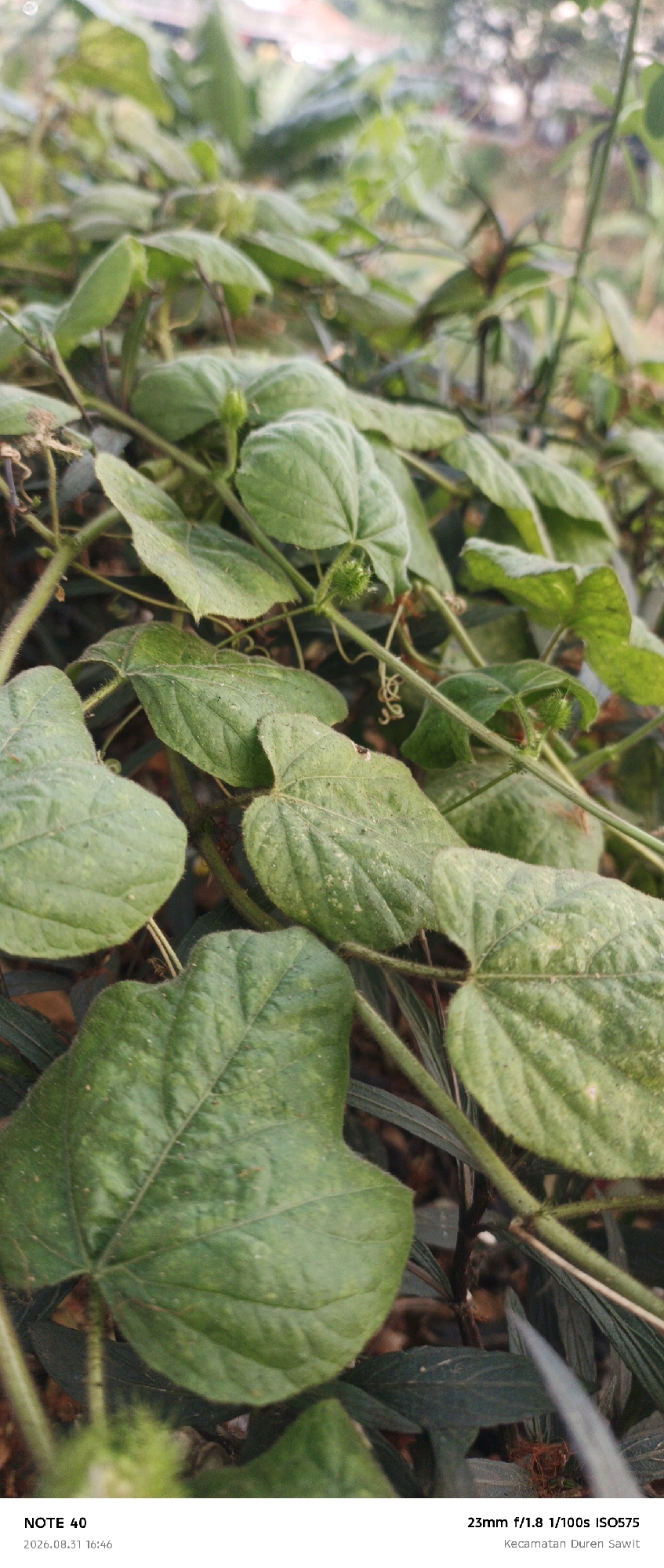 The image is a close-up shot of lush green foliage, likely a vine with large, heart-shaped leaves and delicate tendrils. Small, spiky green buds are visible among the leaves. The background is softly blurred, suggesting an outdoor setting with hints of other plants and possibly distant structures. Text at the bottom indicates the image was taken with a "NOTE 40" phone on "2026.08.31 16:46" with camera settings "23mm f/1.8 1/100s ISO575", and the location is identified as "Kecamatan Duren Sawit", which is a subdistrict within East Jakarta, Indonesia. There are no people or specific actions depicted in the image. The focus is entirely on the natural details of the plants.