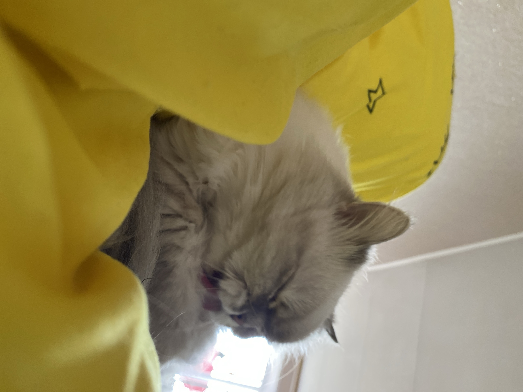A fluffy, light-colored cat with its eyes closed is grooming itself, with its pink tongue visible. It is partially obscured by a large, bright yellow object that appears to be made of soft material, possibly a cushion or fabric. The cat is positioned on top of or within this yellow material. The background is a plain, light-colored wall or ceiling, and a bright light source is visible to the right of the cat, possibly a window. There is a small, dark, stylized star shape drawn on the yellow material to the left of the cat. The image appears to be taken from a low angle, looking up at the cat. The location in Chaikovsky, Russia is not discernible from the image.
