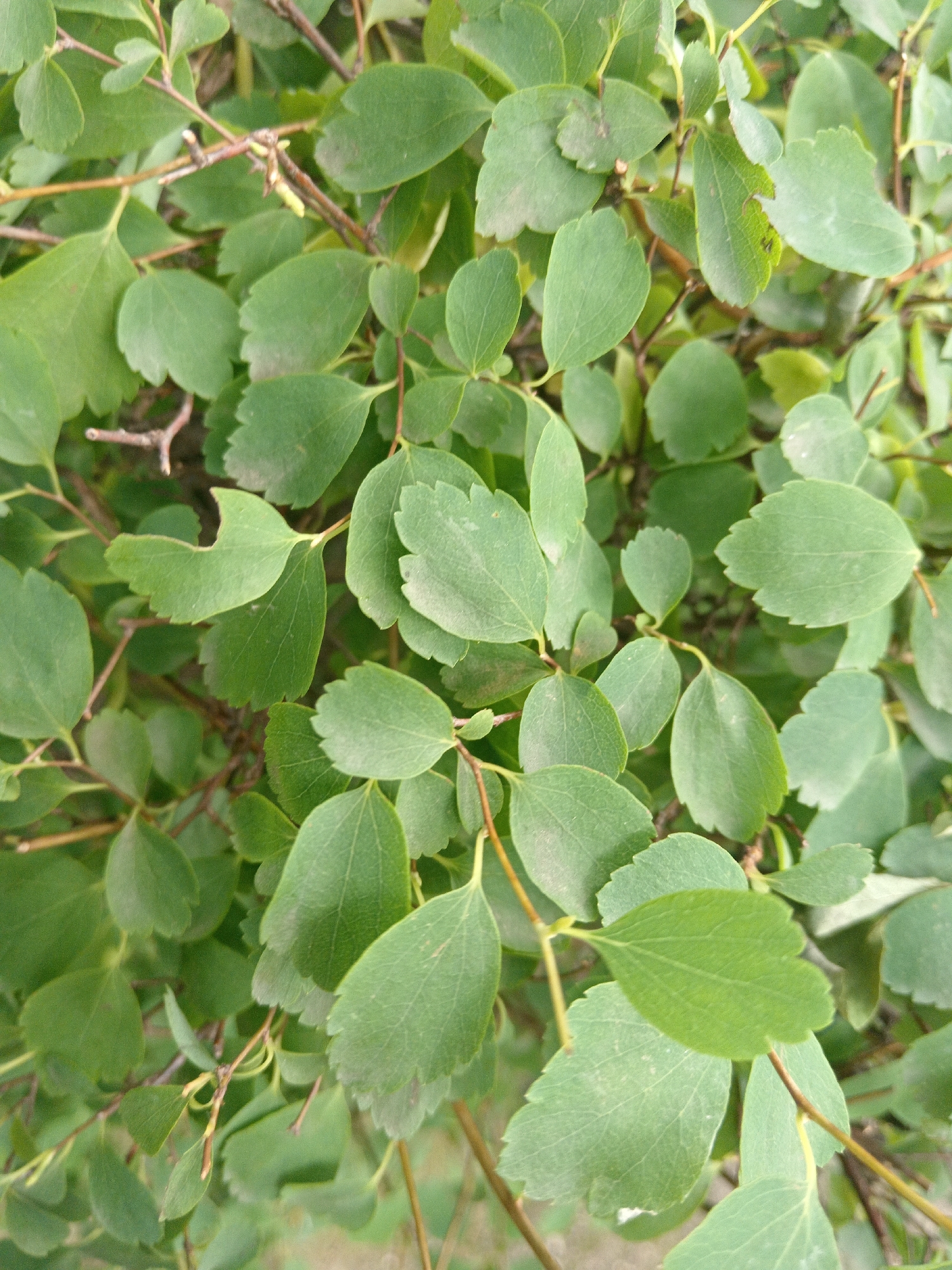 A close-up, overhead shot captures a dense cluster of green leaves on thin, brown branches. The leaves are oval-shaped with slightly serrated edges and exhibit a matte finish. Some leaves are curled or folded, revealing their undersides. The background is a soft blur of green and brown, suggesting a natural outdoor setting. The scene is devoid of people, animals, or any human-made objects. The specific location in Uchkeken, Russia, is not discernible from the visual information provided.