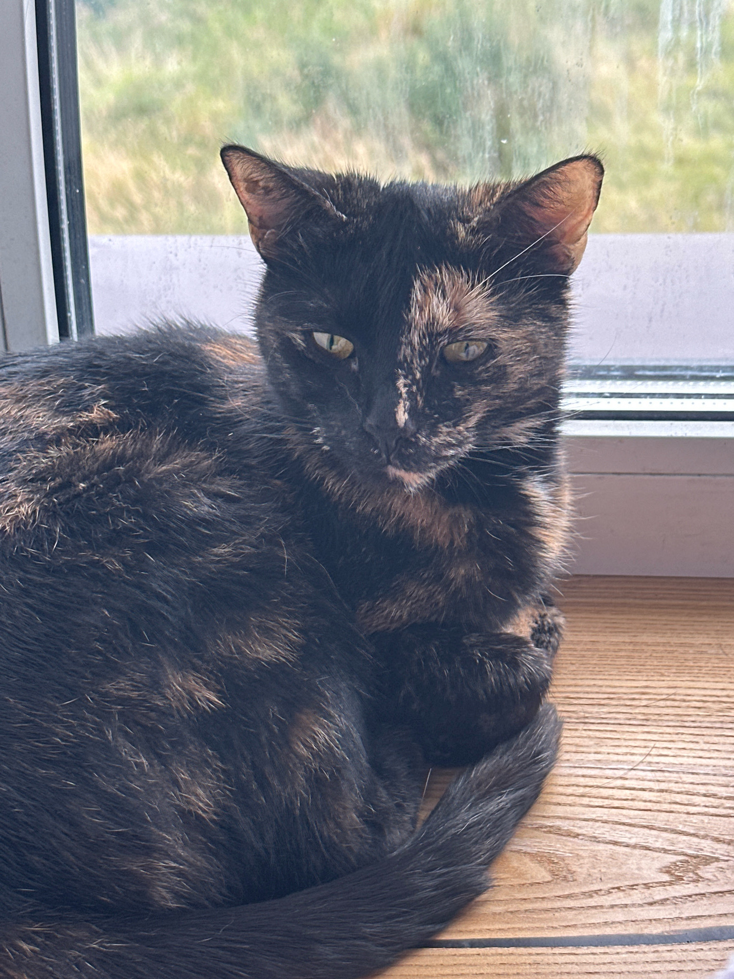 A tortoiseshell cat with green eyes is sitting on a wooden windowsill, looking directly at the camera. The cat's fur is a mix of black, brown, and orange patches. Behind the cat, a window shows a blurred view of green foliage and a bright sky. The scene appears to be indoors, possibly in a residential setting. There are no people or other animals visible in the image. The overall lighting suggests it is daytime.